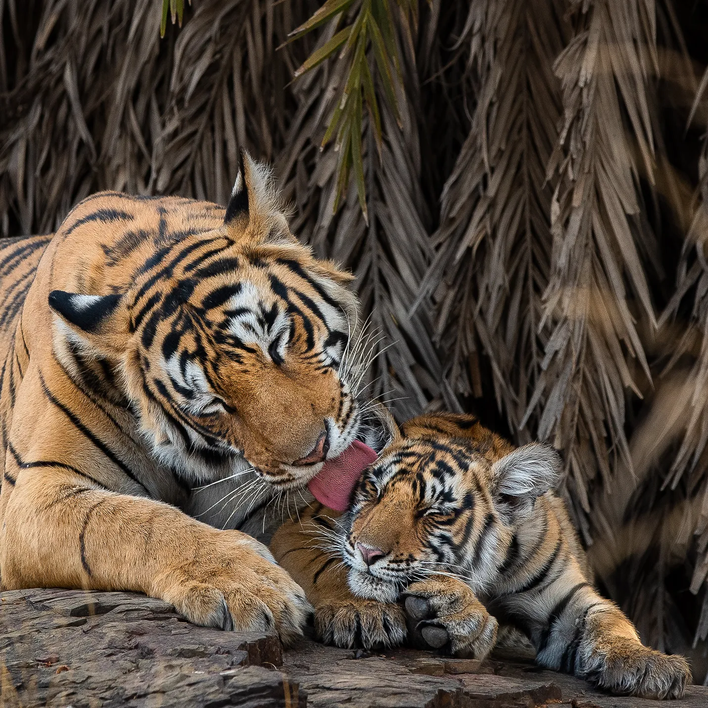 Asia, India, a mother tiger cleaning her cub in Ranthambore National Park