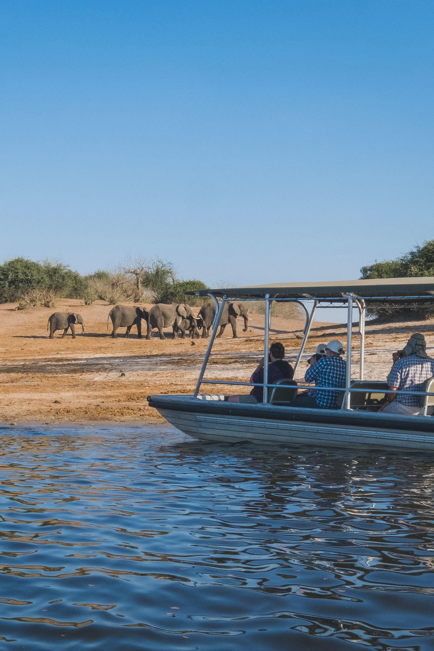 Small group of safari goers watching a herd of elephants from a small safari boat on the Chobe River
