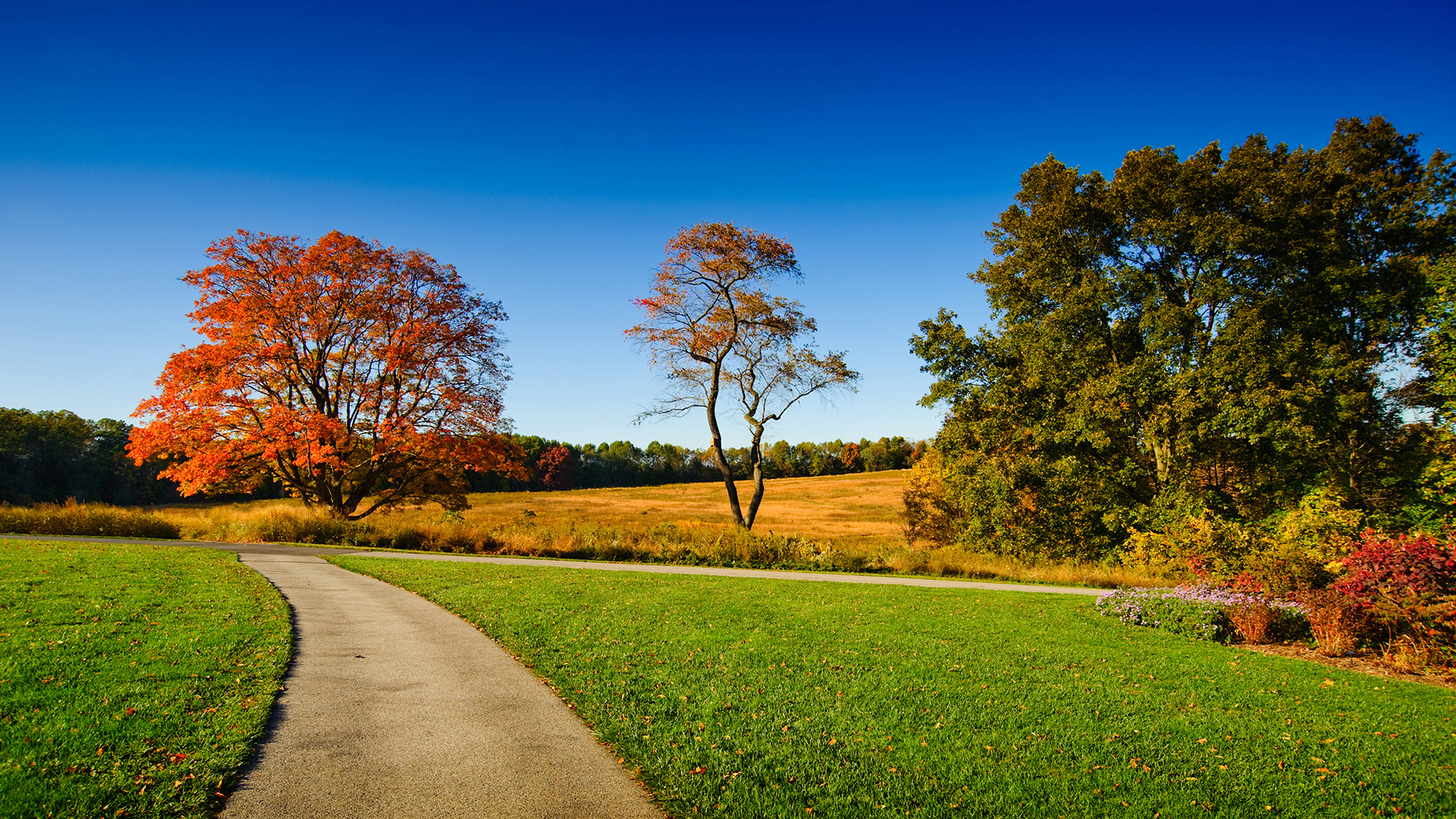 Path lined with trees with autumn foliage