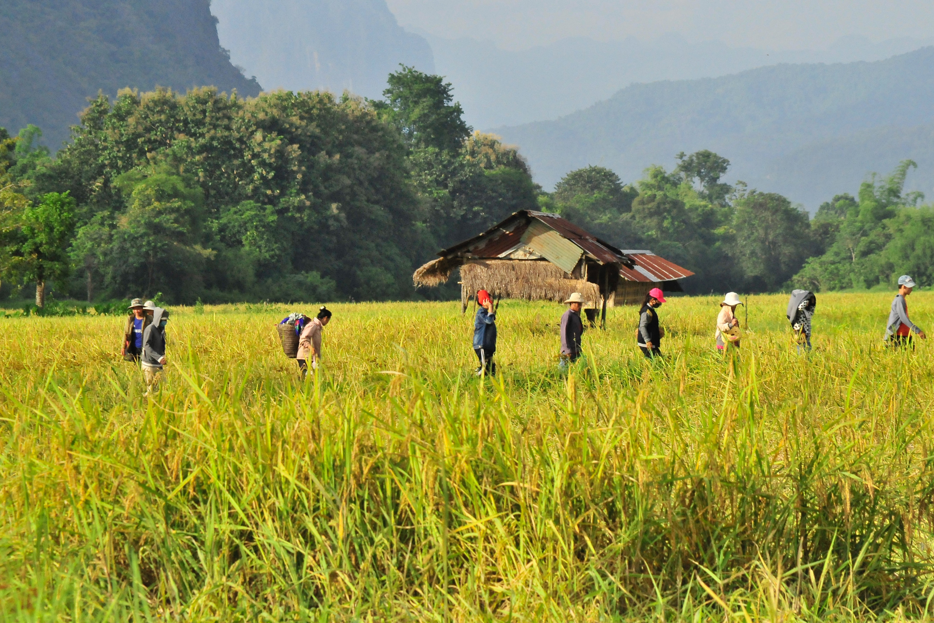 A group of people walking through a field with long grass