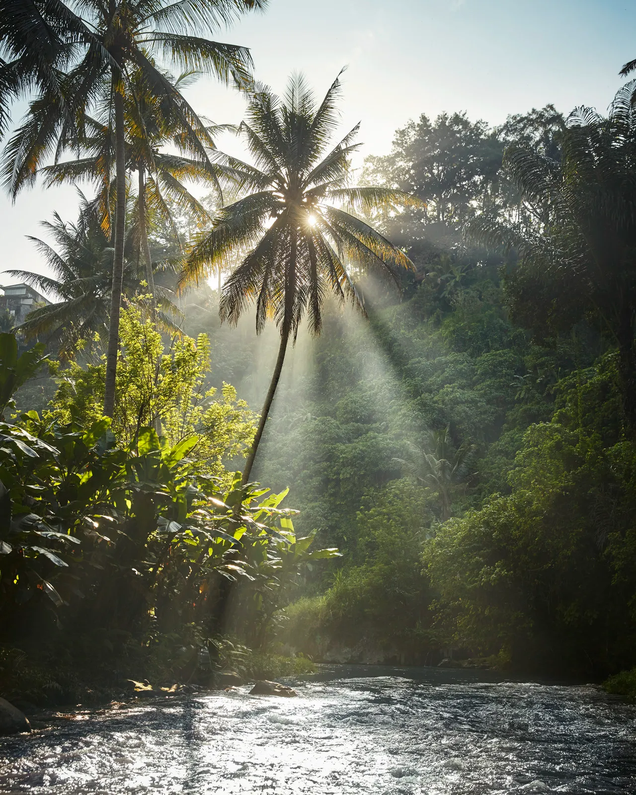 A sunrise view of the Ayung River and surrounding jungle at Four Seasons Resort at Sayan