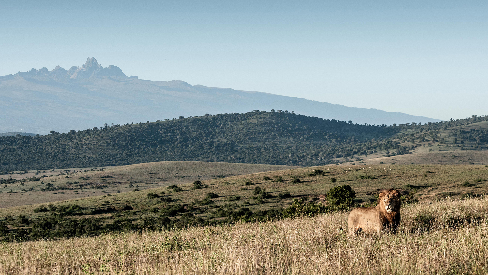  Africa, Kenya, Lengishu,, Lion