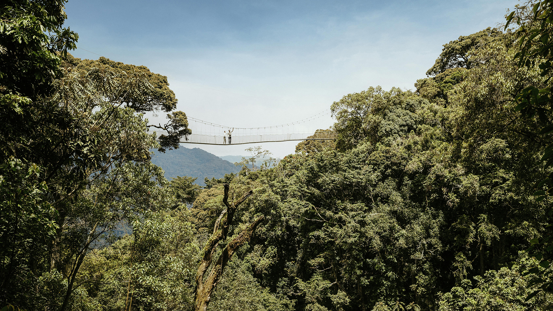  Africa, Rwanda, One&Only Ngyungwe House, Canopy Walk