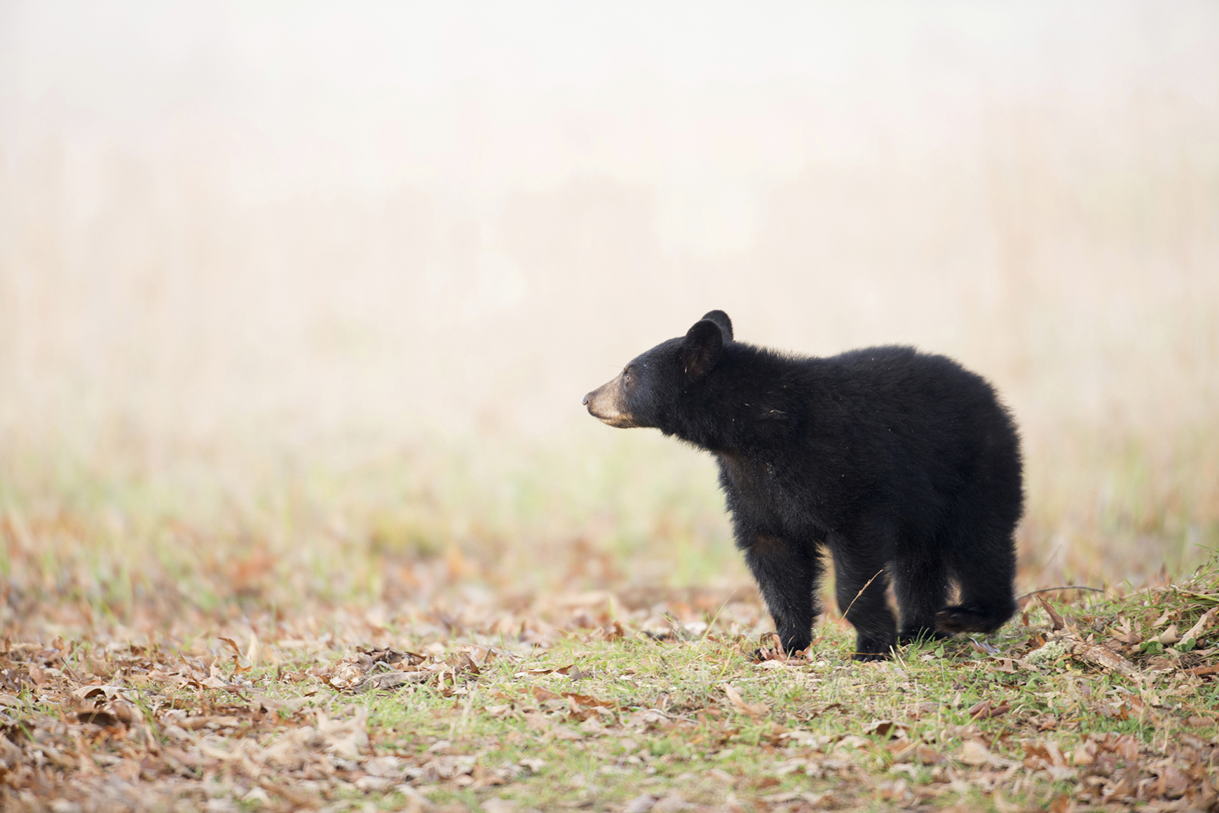 Black bear against backdrop of autumn leaves
