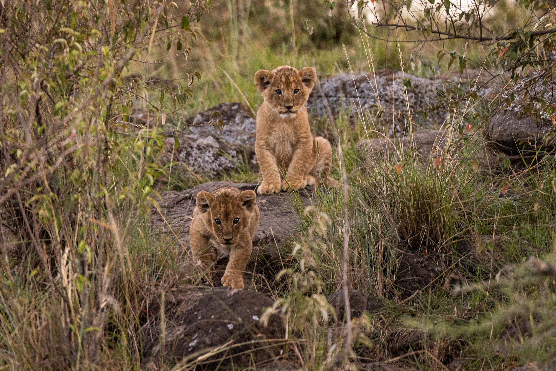 Africa, Luxury Kenya Holidays, Mahali Mzuri, Wildlife