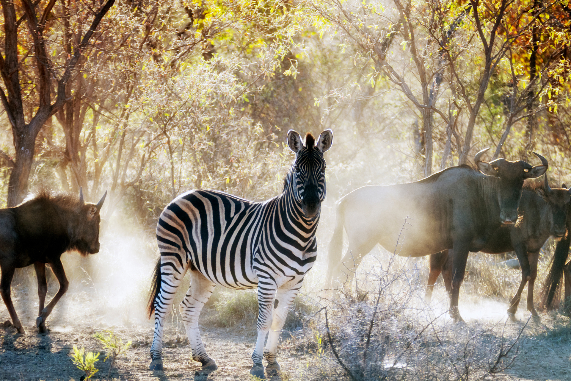 A single zebra looking at the camera surrounded by wildebeest