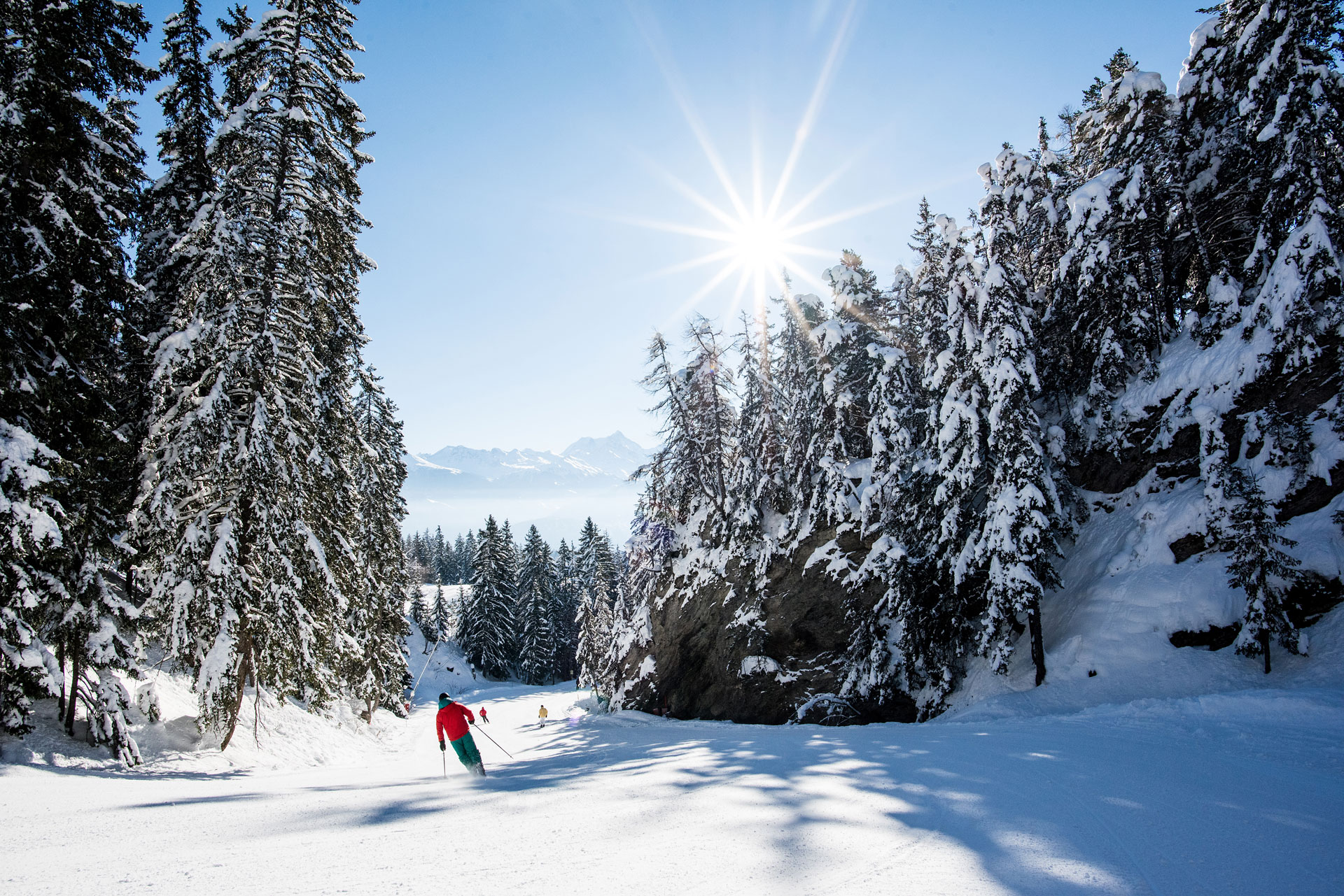 Skiers on a trail between tall snow covered trees