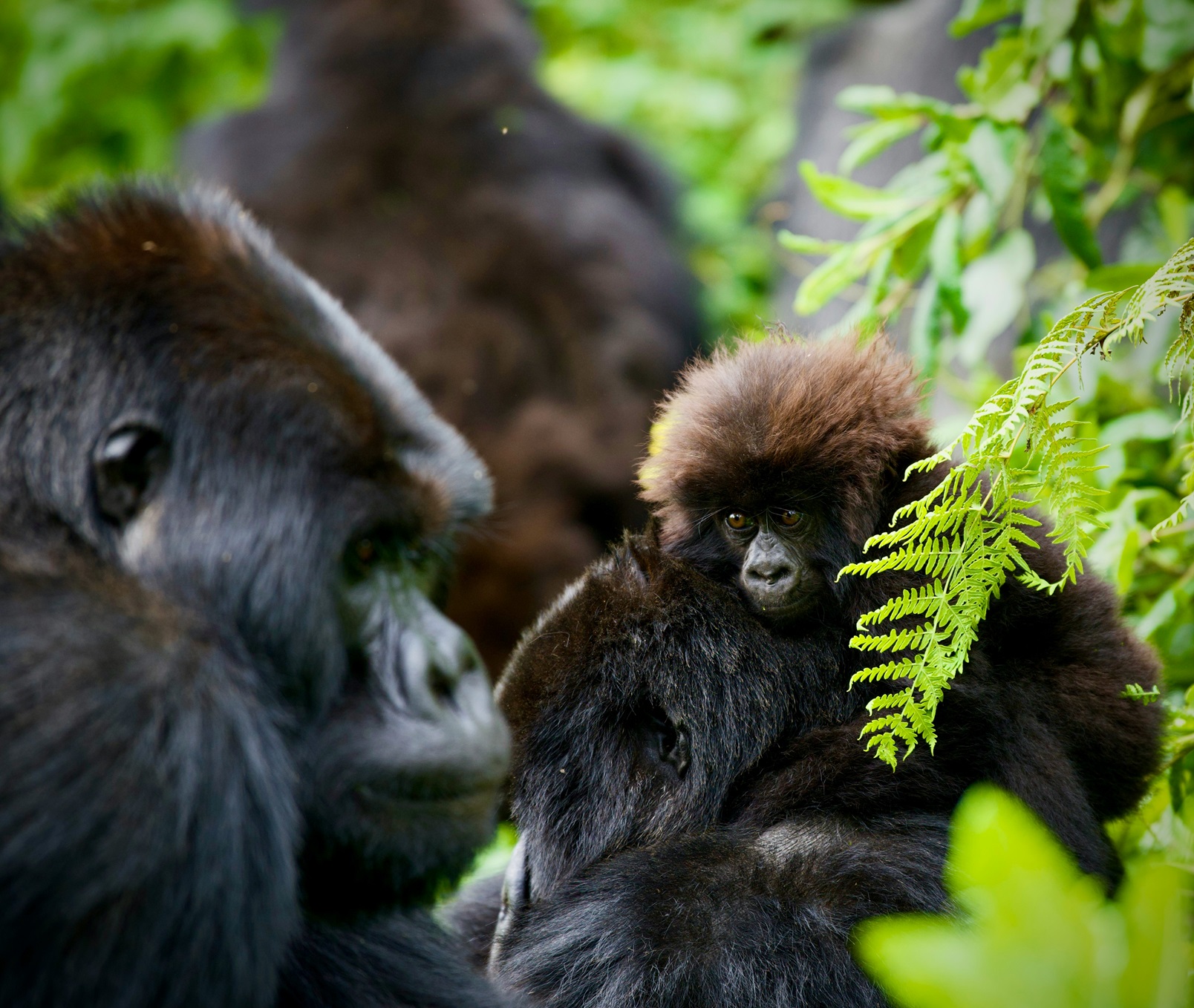 A baby gorilla clings to an adult gorilla while another adult watches in a lush green forest.