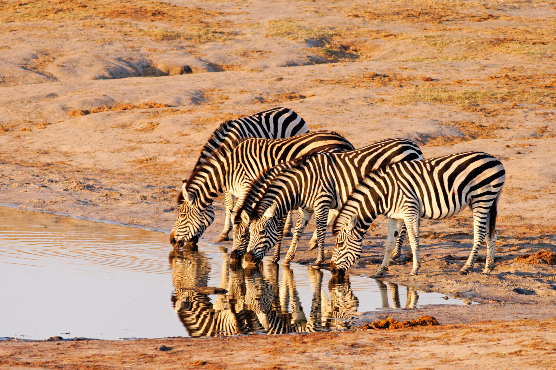 Zebras drinking water