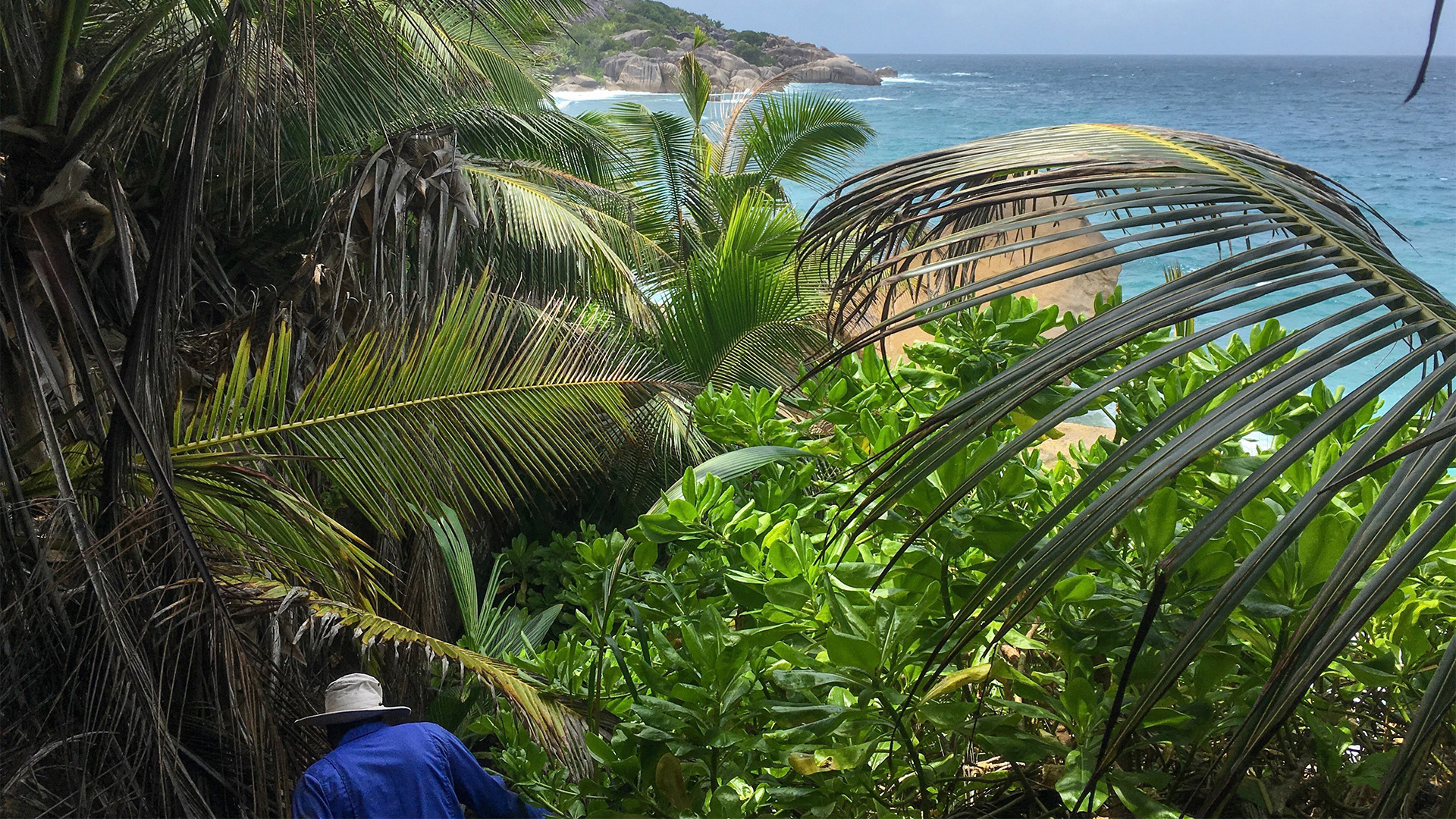 A guide climbing through ferns