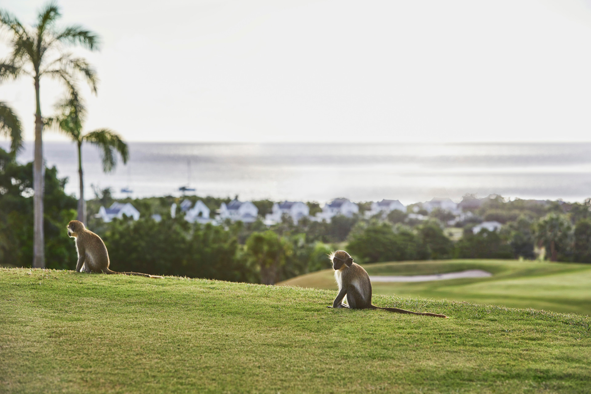 Two small monkeys sat on the grass of a golf course