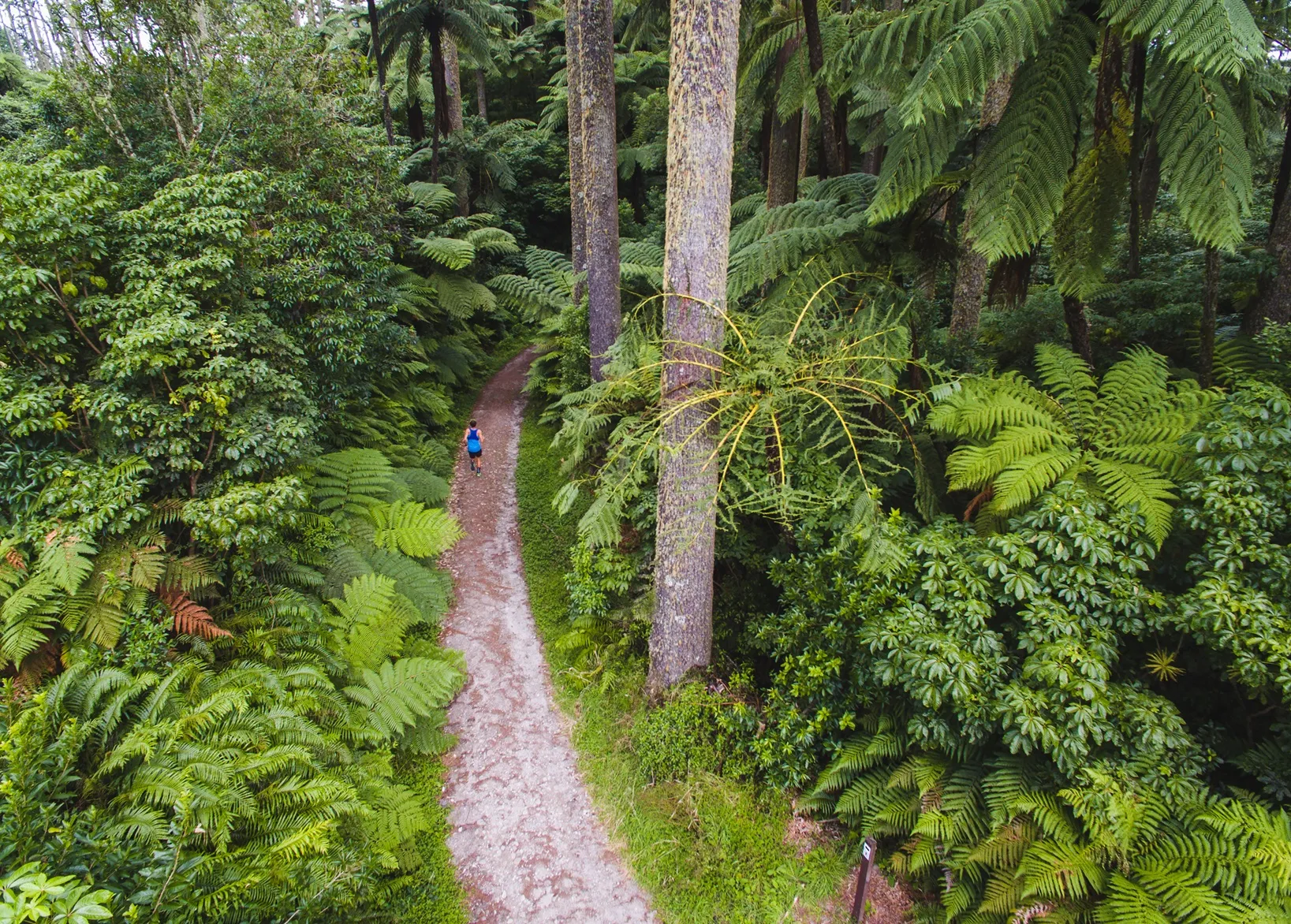 A person jogs along a dirt path through a dense, lush green forest with tall trees and ferns.