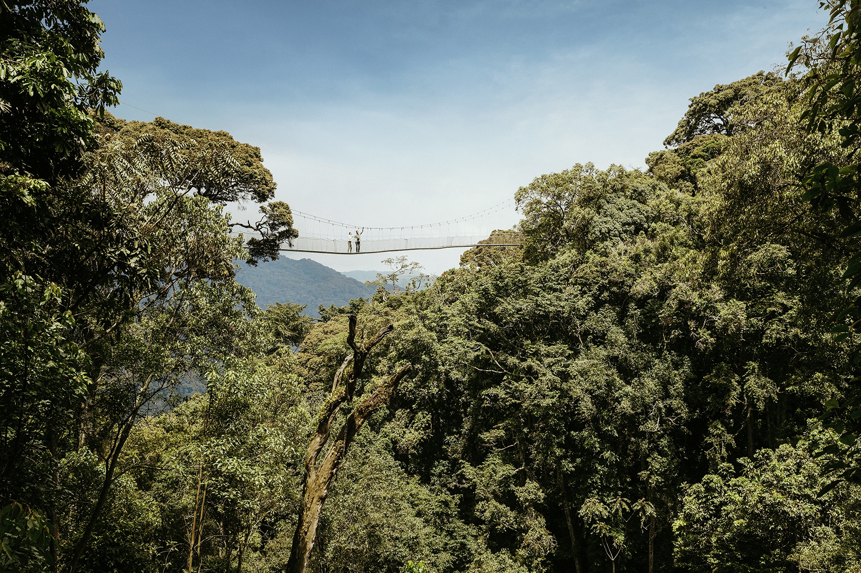 Africa, Rwanda, Nyungwe Forest National Park, One&Only Nyungwe House, two people on a treetop rope bridge in the distance 