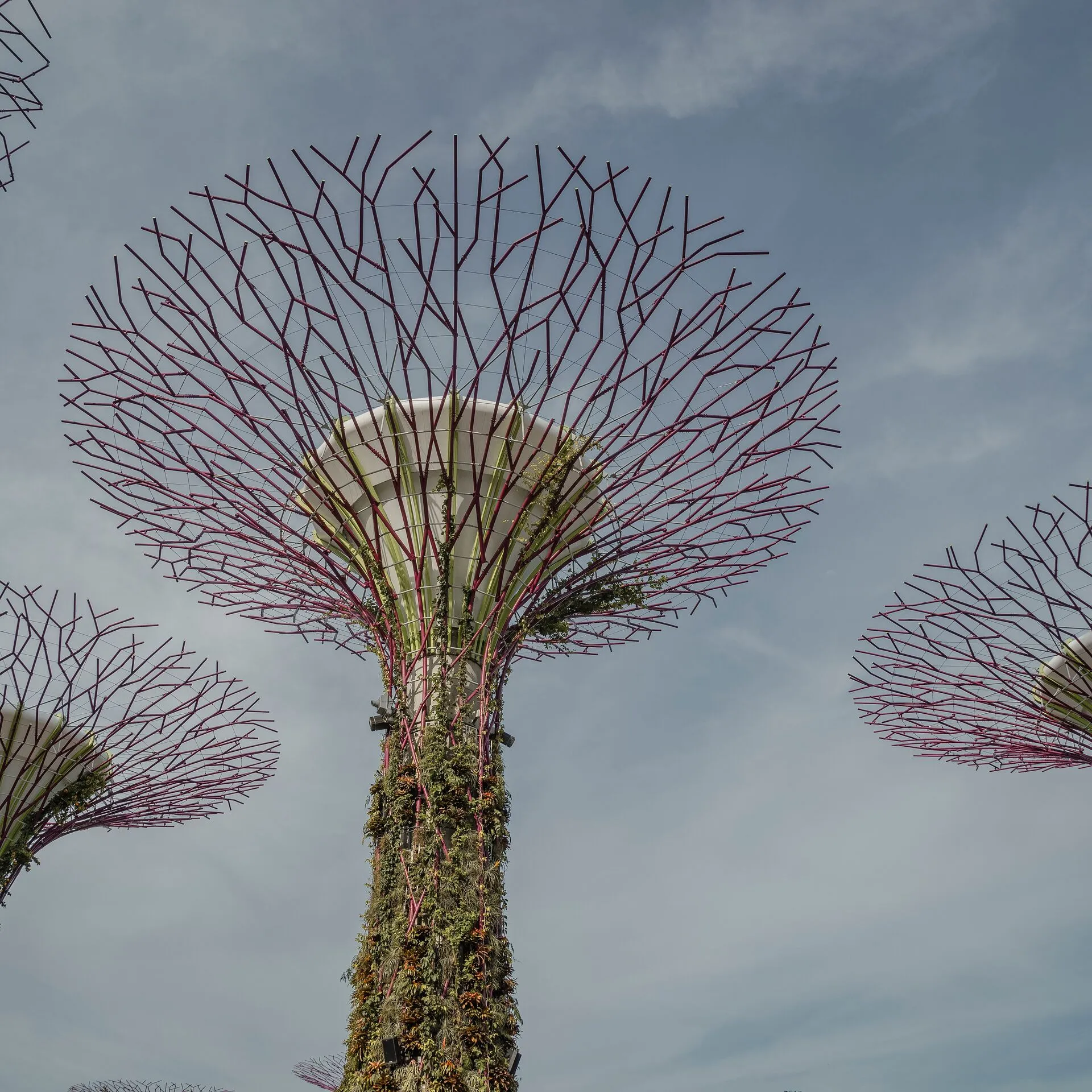 A supertree in Singapore