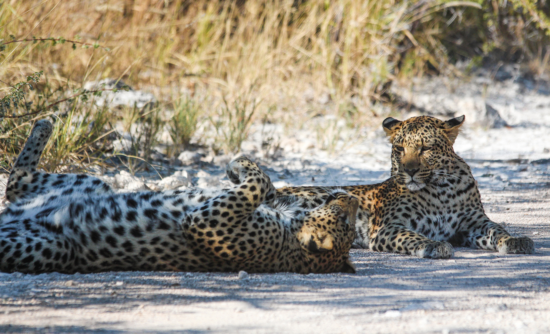 Two leopards laying on a dirt path in Etosha national park