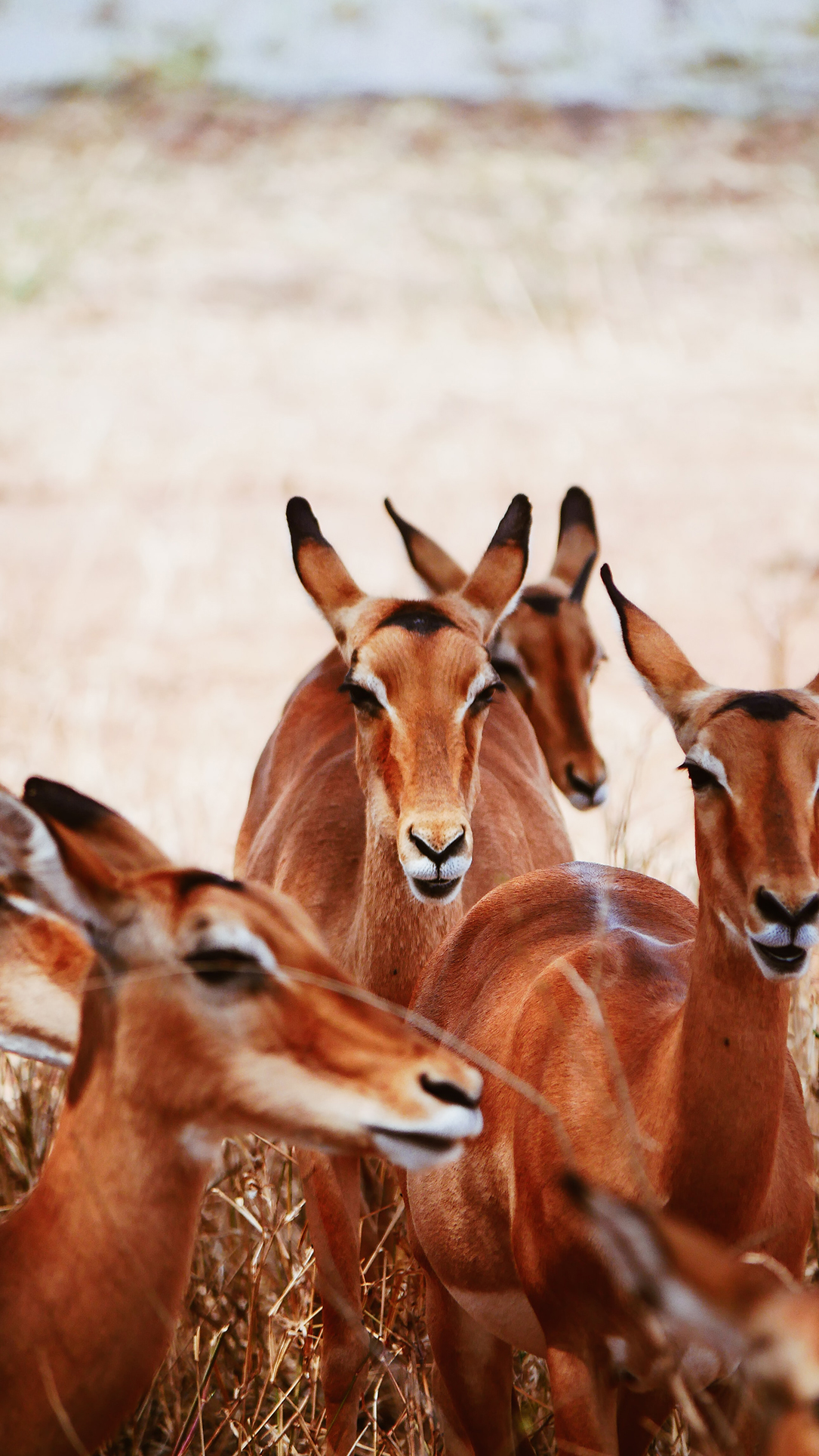 A close up of a group of female impalas