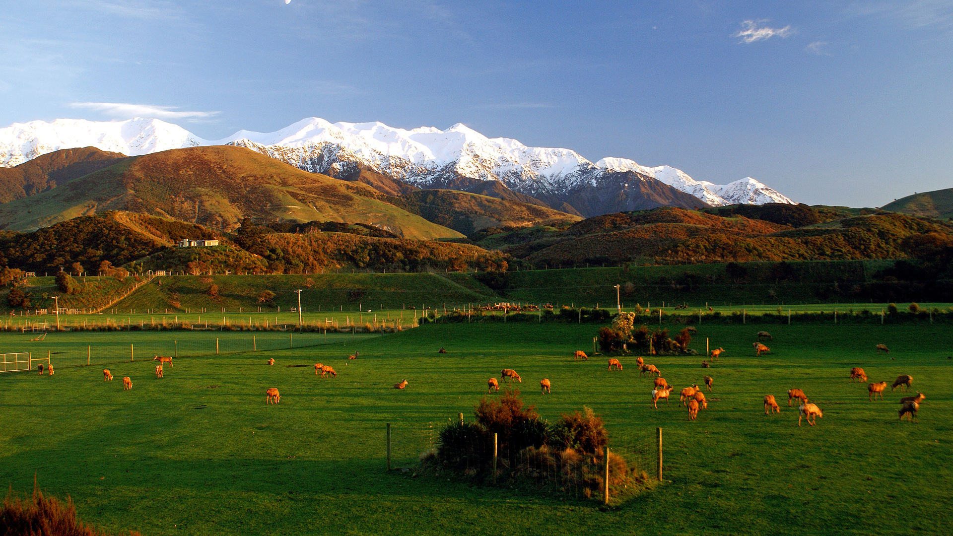 Worldwide, New Zealand, Hapuku Lodge and Tree Houses, Paddock