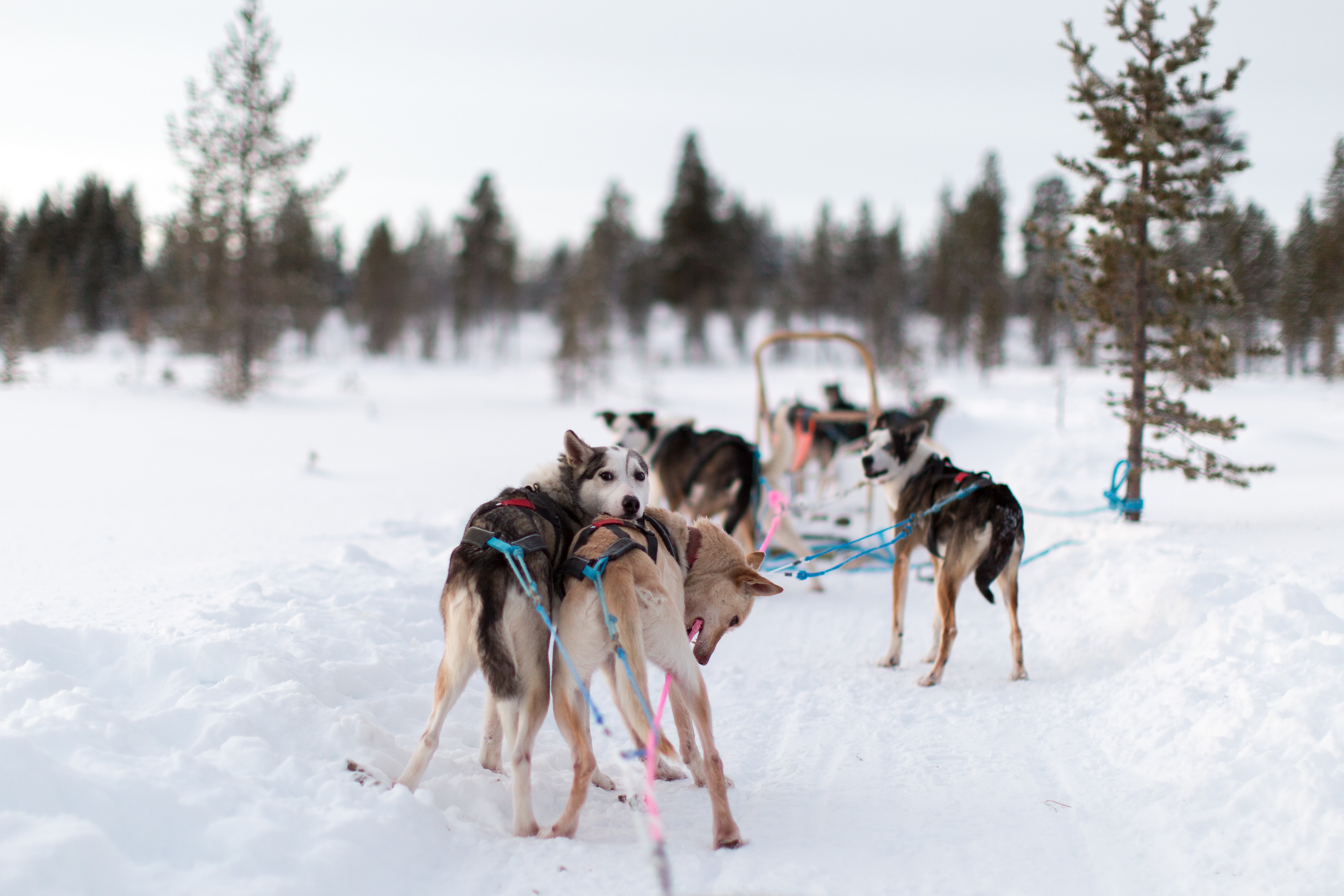 Sled dogs stopped on a snowy path