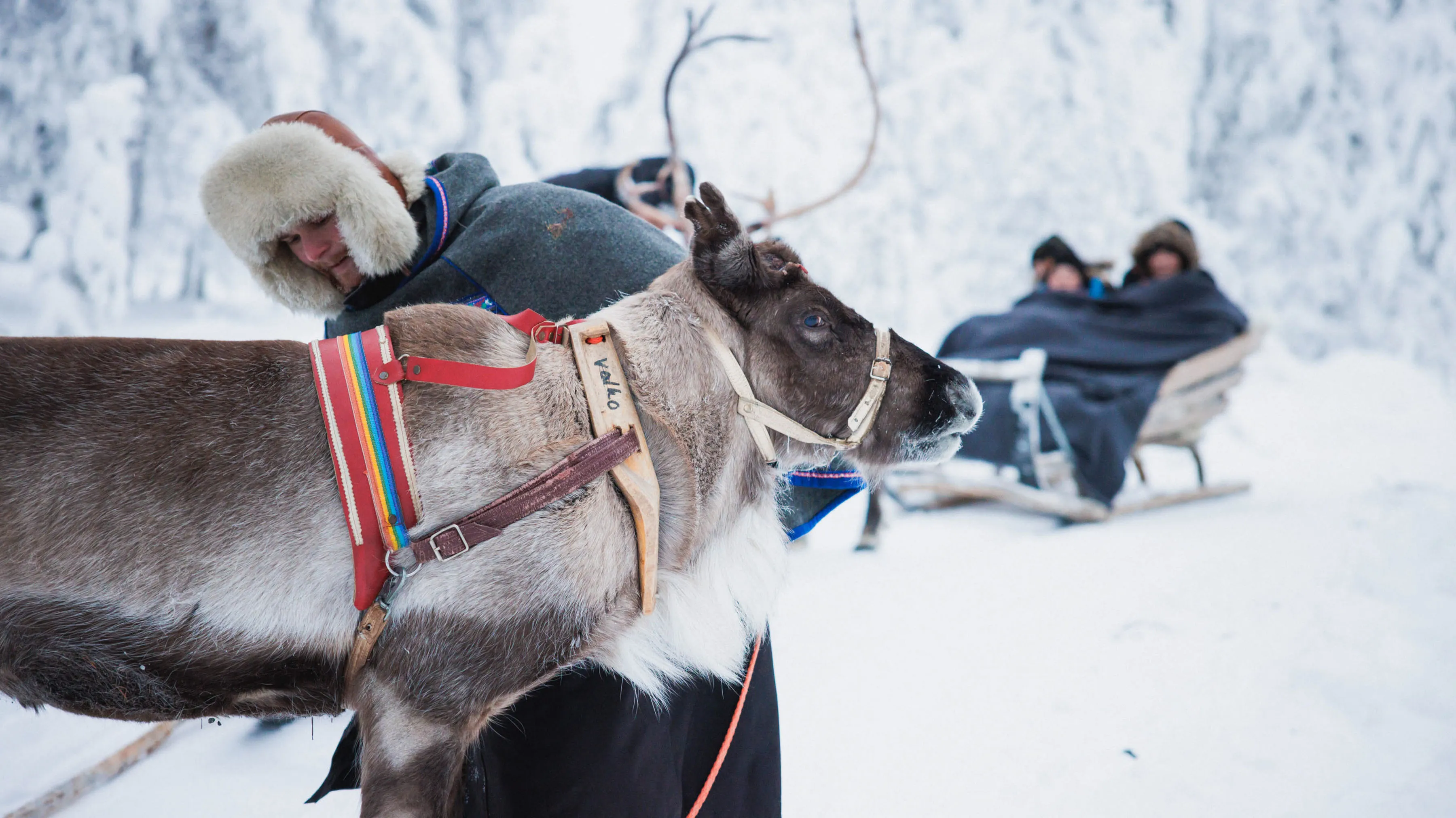 A person tacking up a reindeer with colourful equipment while a couple sit on a sleigh behind