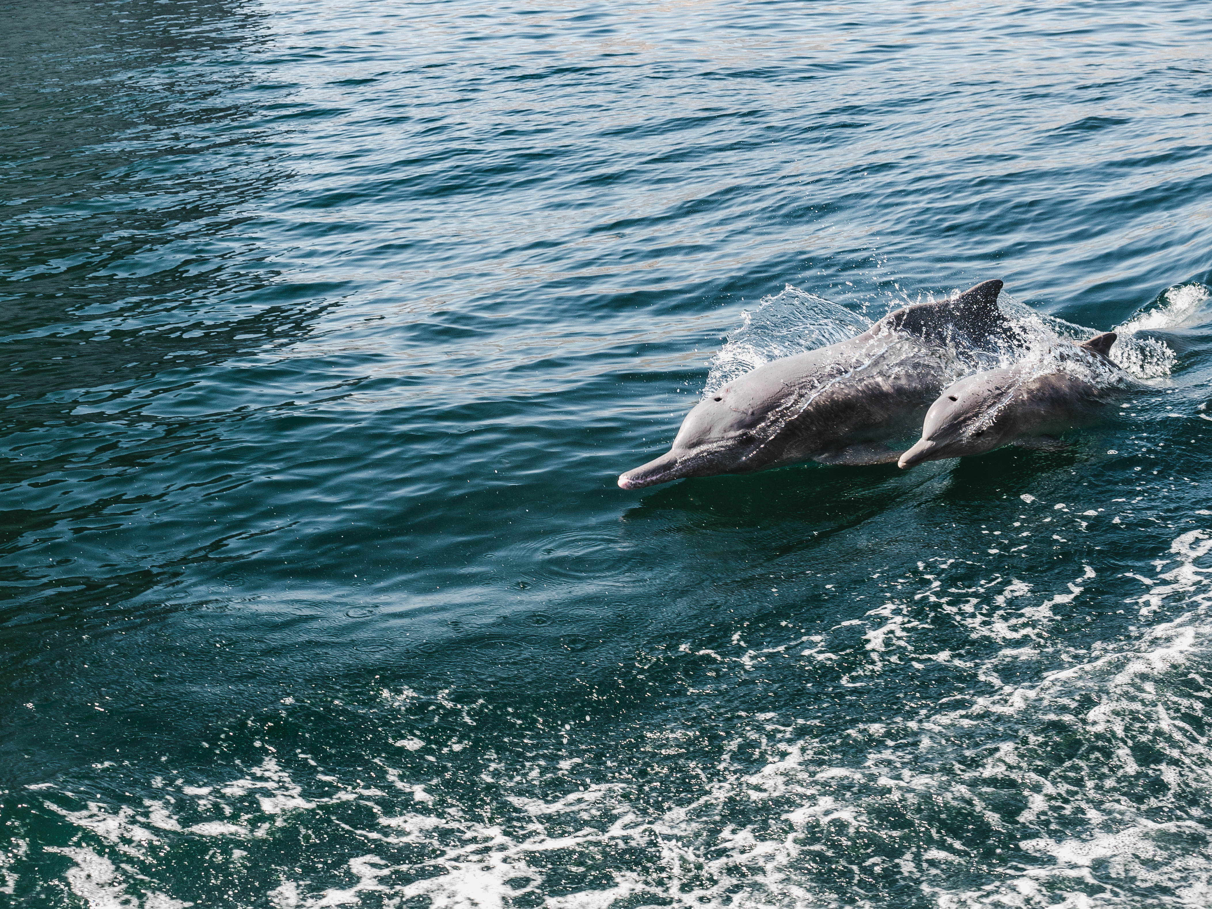 Two dolphins swimming side by side in the ocean with splashes of water around them in the Gulf of Oman