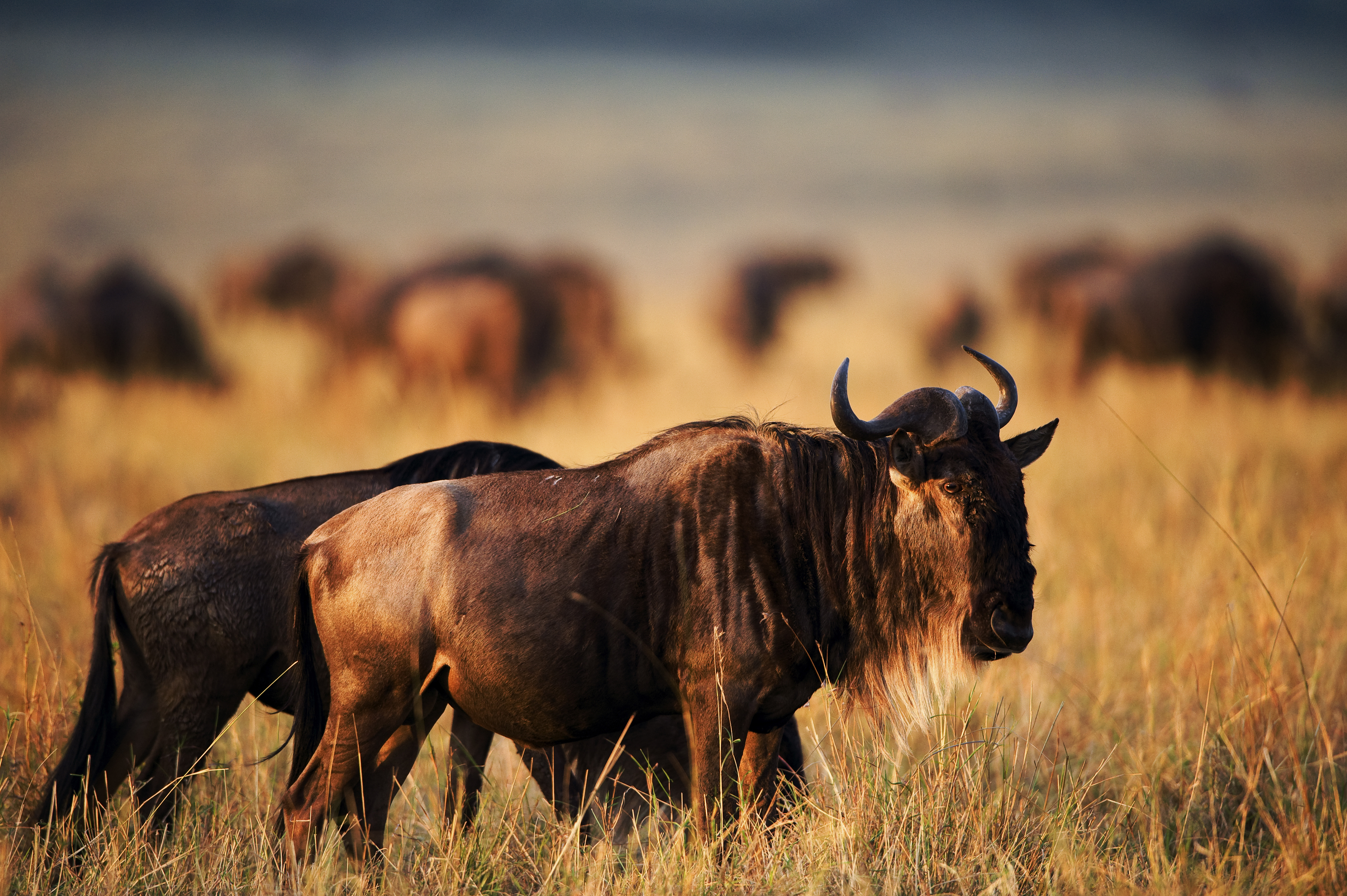 Two wildebeest stood