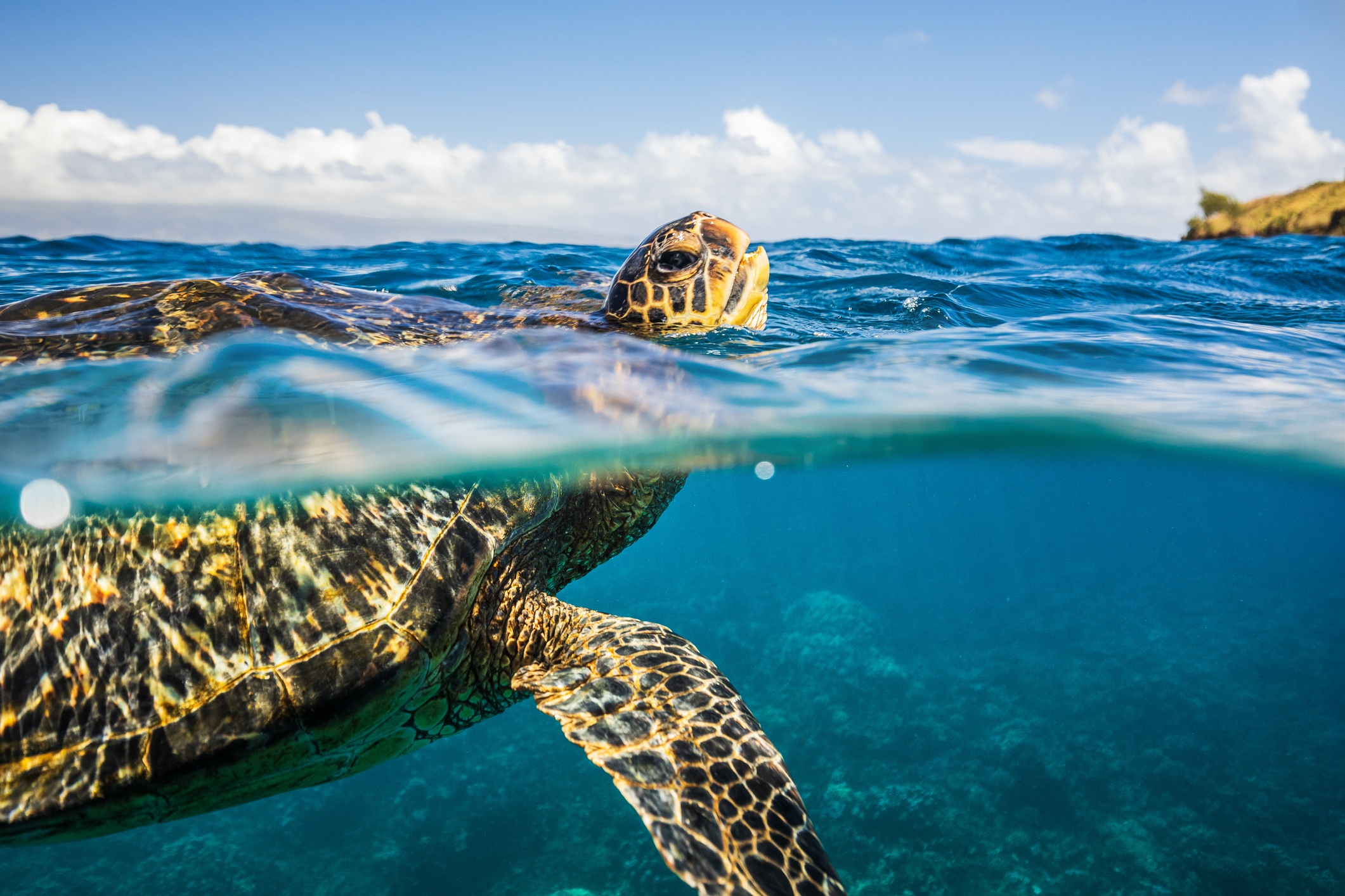 A sea turtle swimming near the surface of clear blue ocean water with a visible coastline in the background.