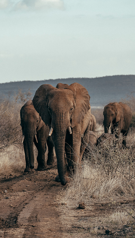 Herd of elephants walking towards the camera on a dirt path