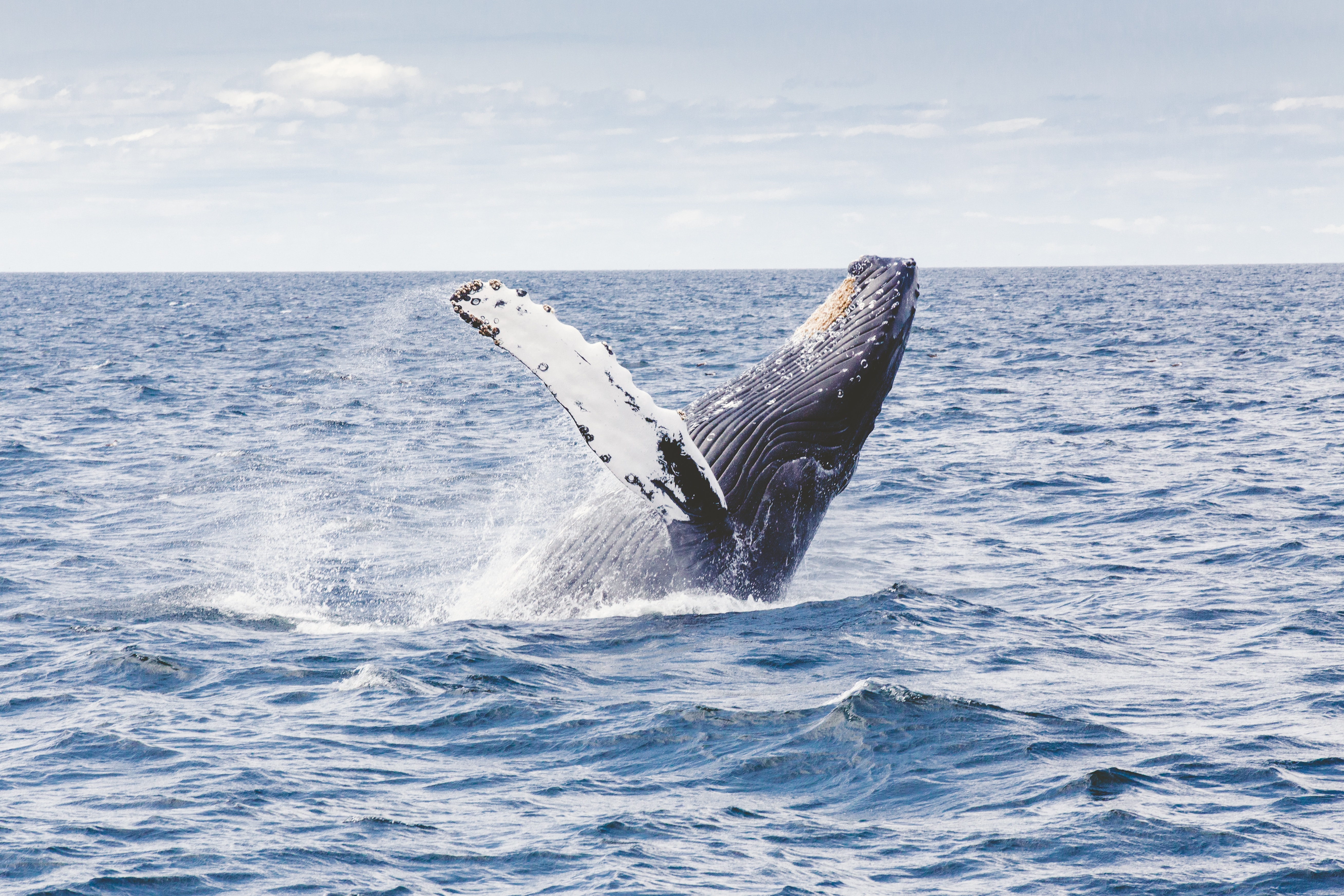 A humpback whale jumping out of the sea