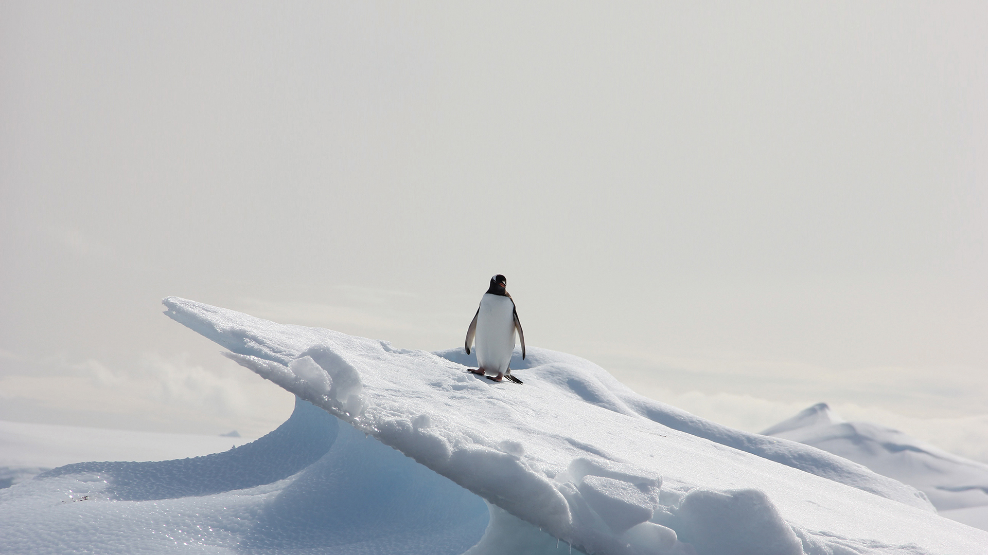 Penguin On An Iceberg