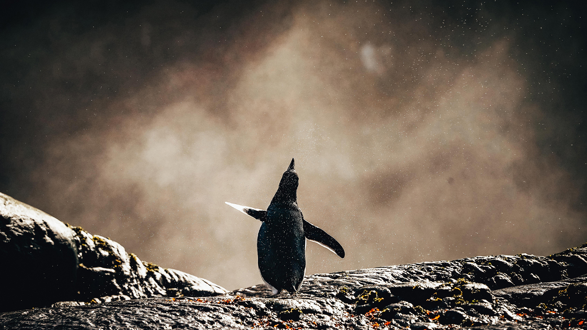 Penguin On The Rocks