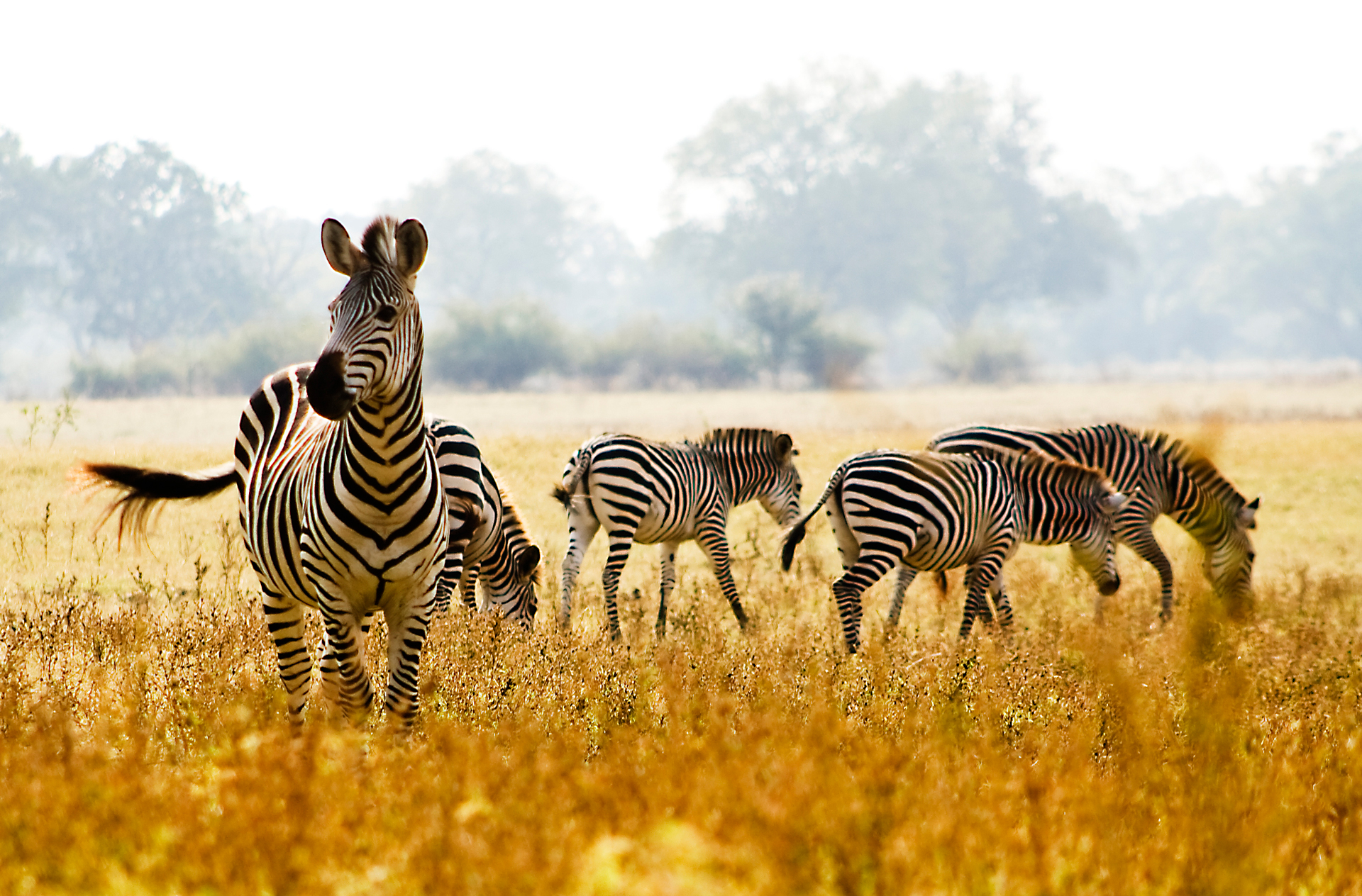 Zebras grazing in long grass