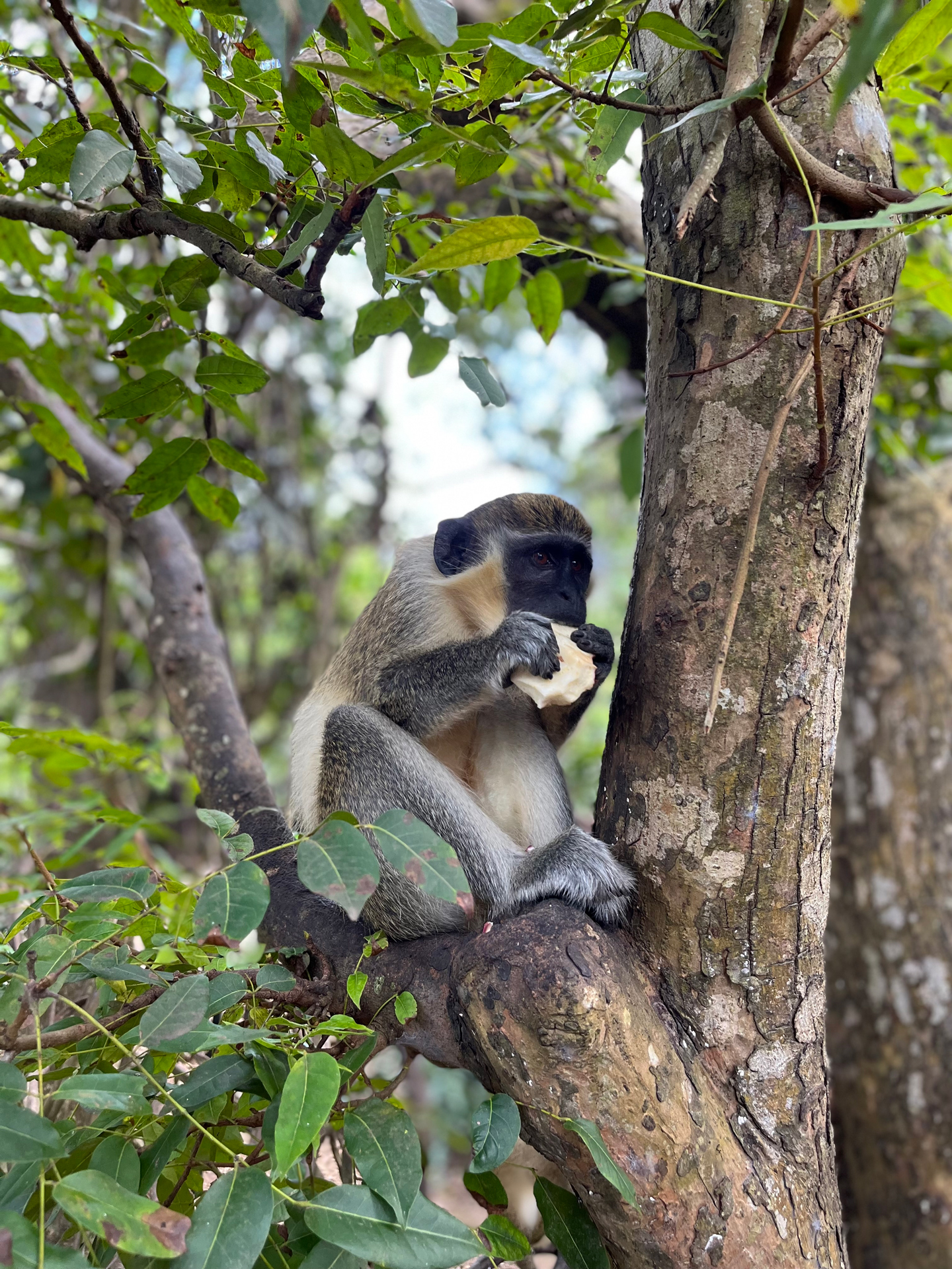 A Sabaeus monkey sat in a tree eating