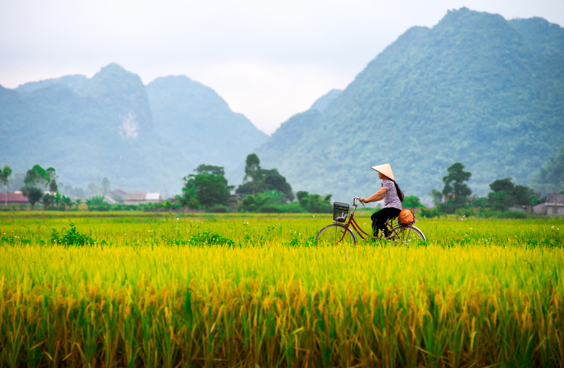 A woman on a bicycle riding through Bac Son Rice Field