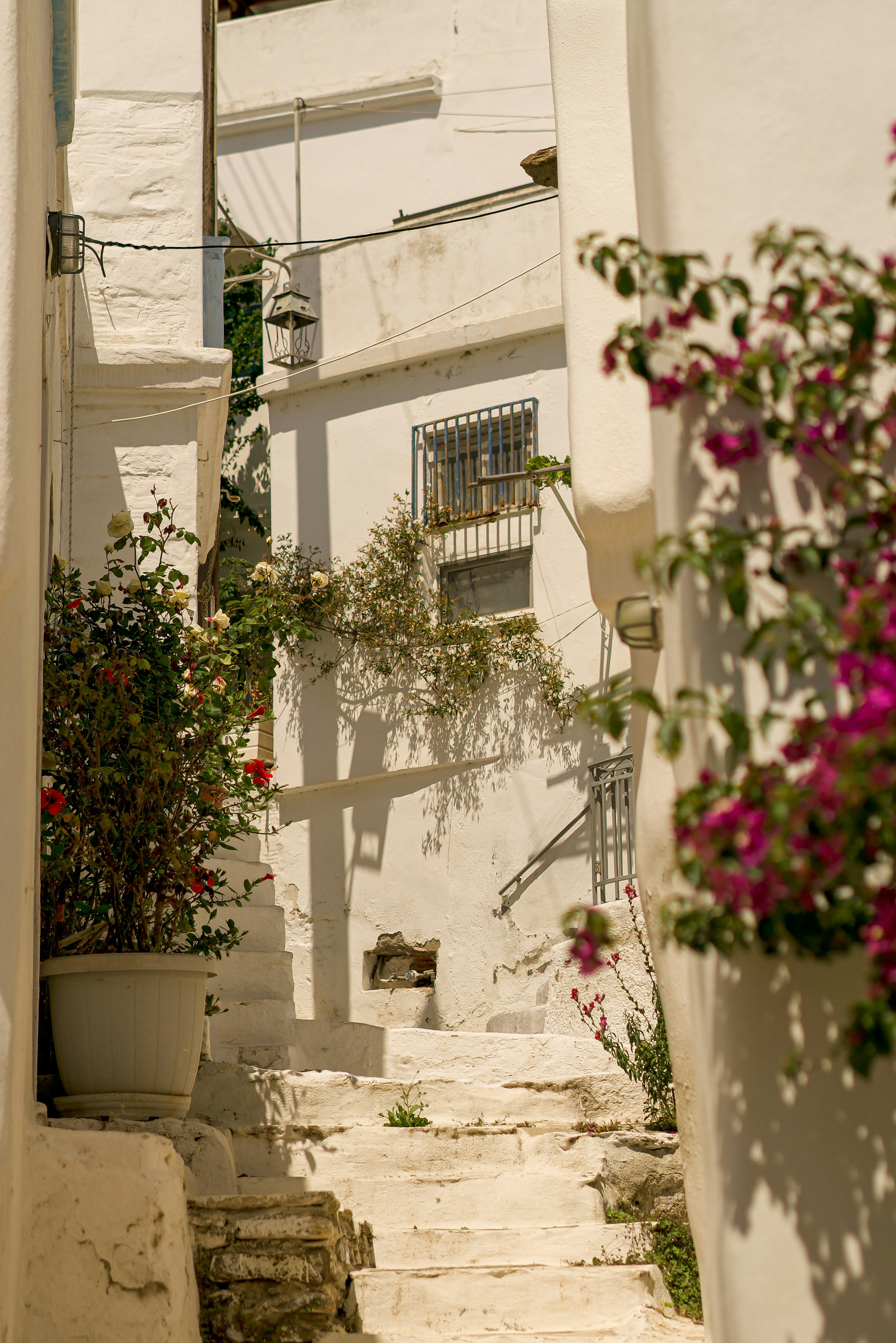 Small alley with potted pink and green plants leading up stairs