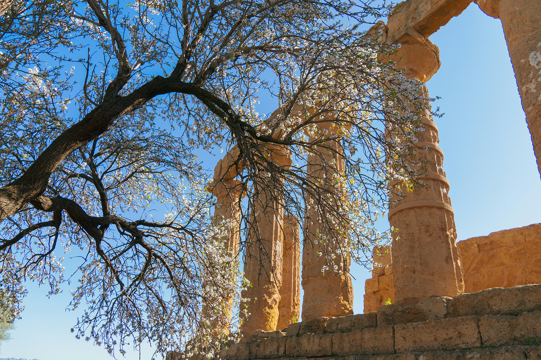 Europe, Sicily, Agrigento, tree in bloom over ancient column ruins