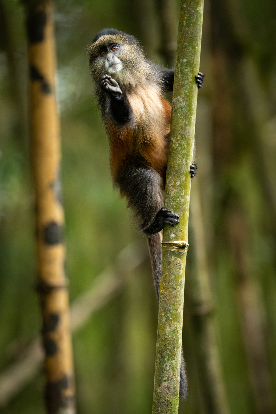 Africa, Rwanda, Singita Volcanoes National Park, Golden Monkey climbing tree branch