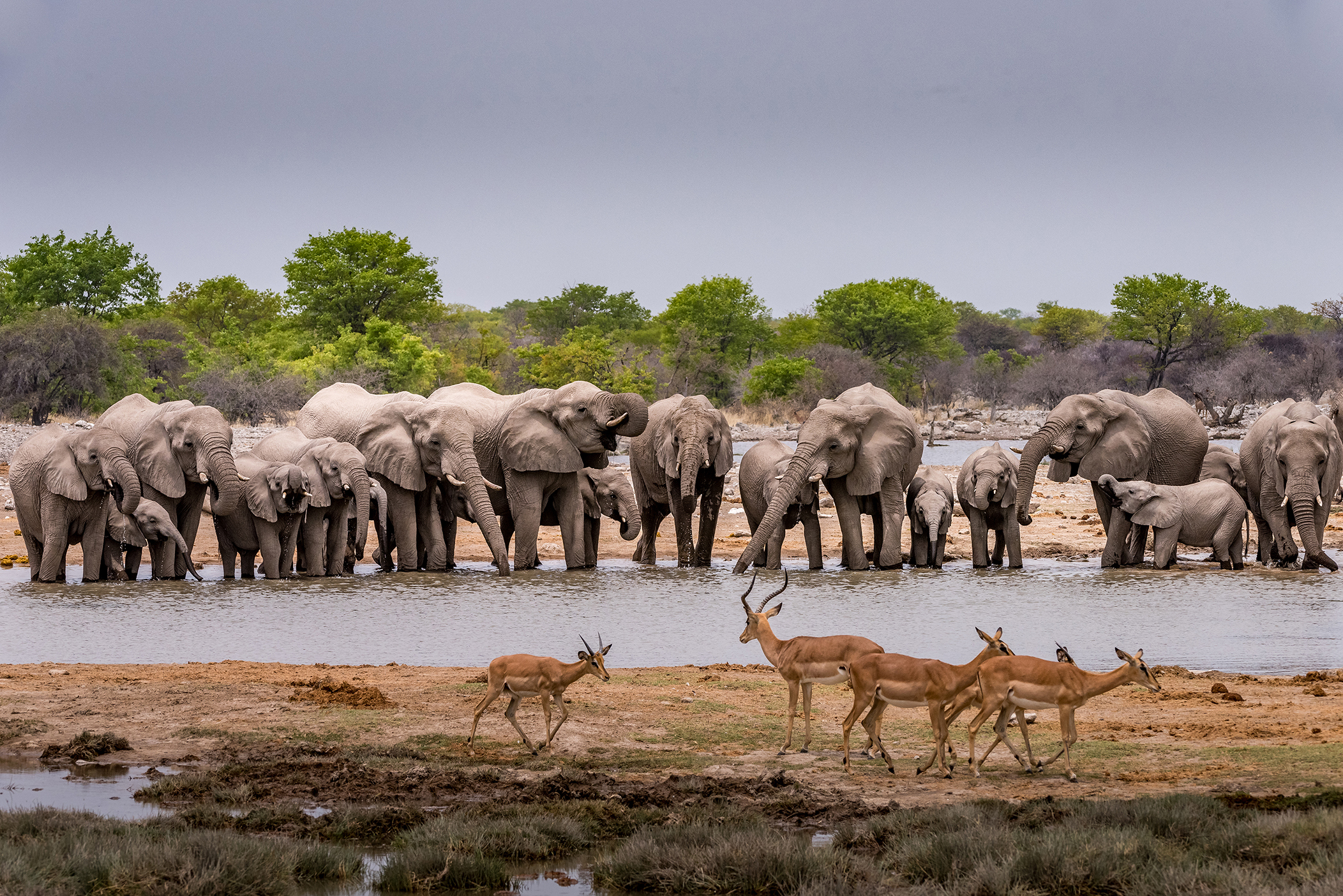 A herd of elephants and gazelle surrounding a watering hole