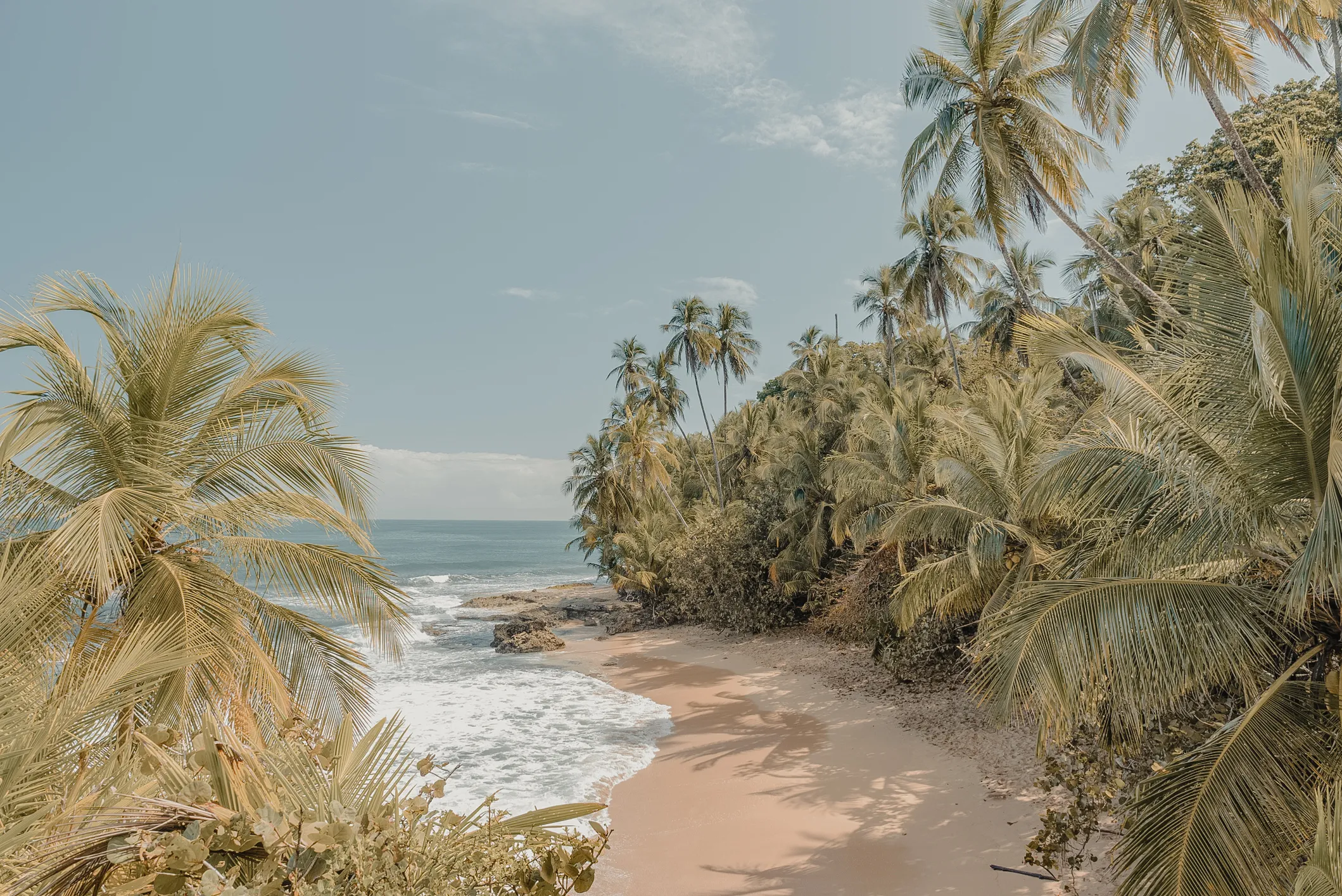 Tropical greenery on a sandy shoreline in the Caribbean