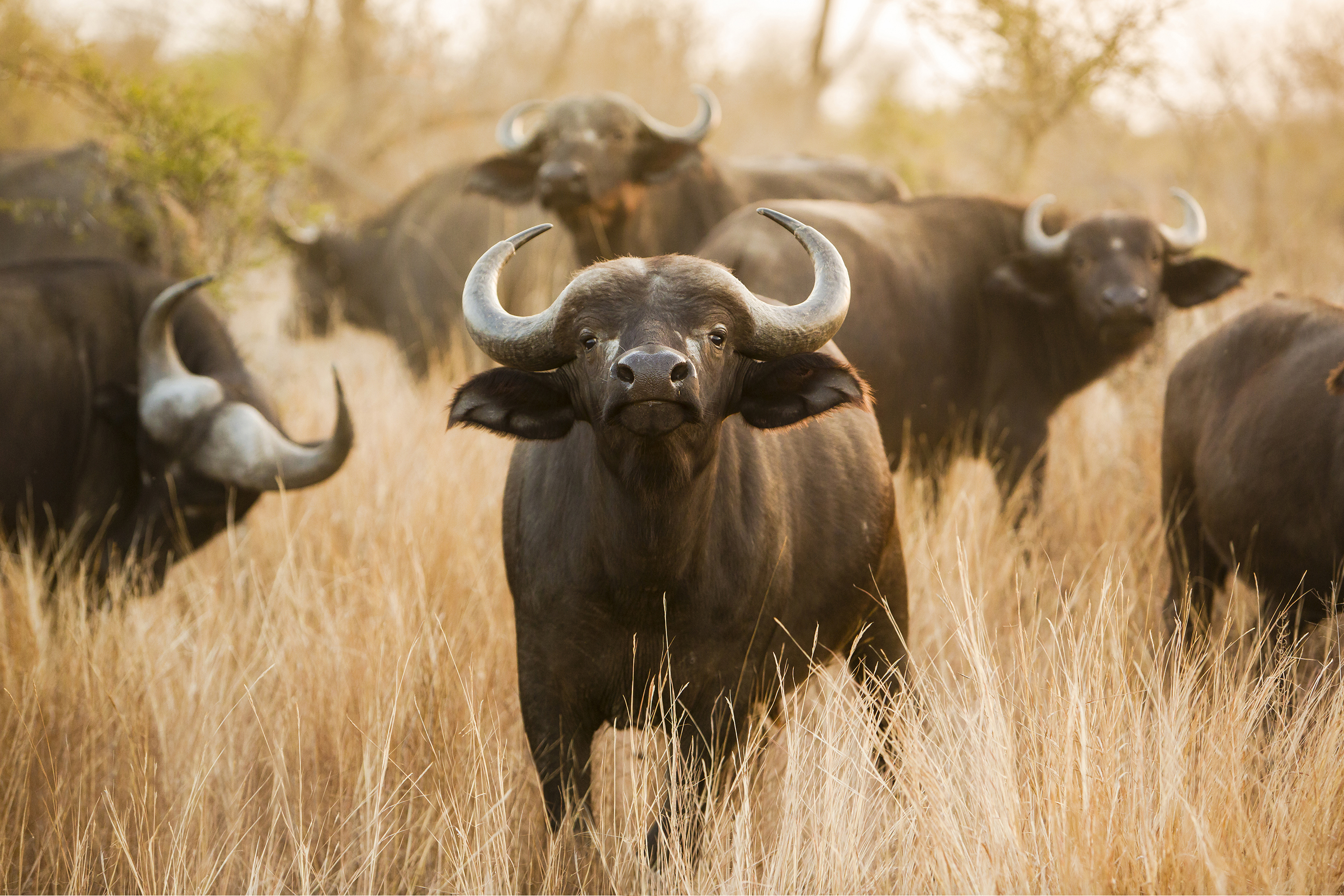 Herd of cape buffalo grazing in long grass with one animal looking directly ahead
