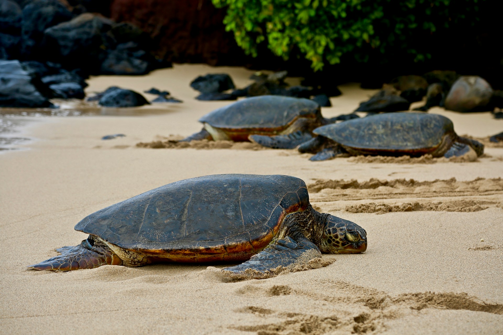 Four sea turtles resting on a sandy beach with rocks and greenery in the background
