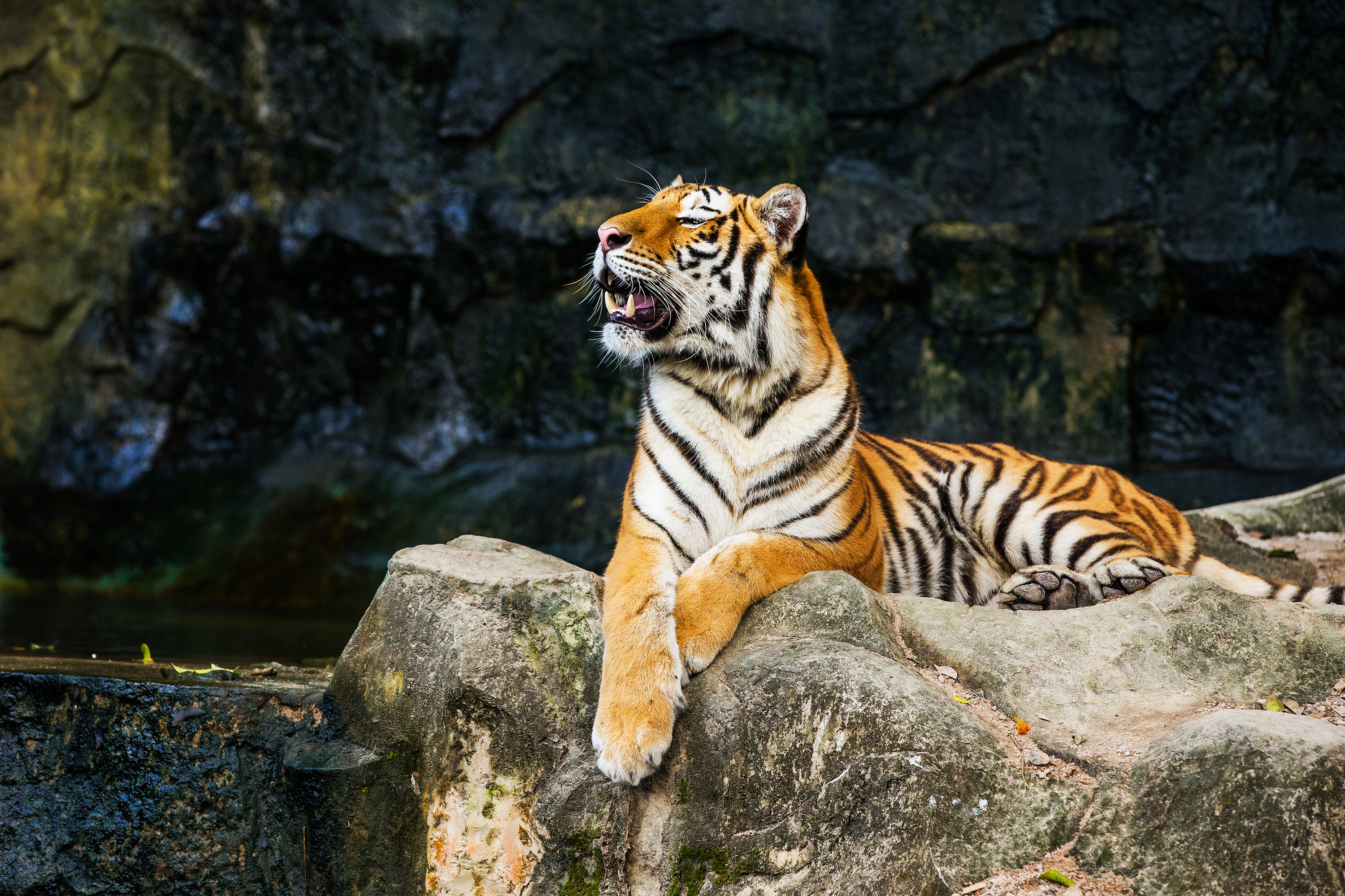 Tiger basking in the sunshine on a rock by a pool of water