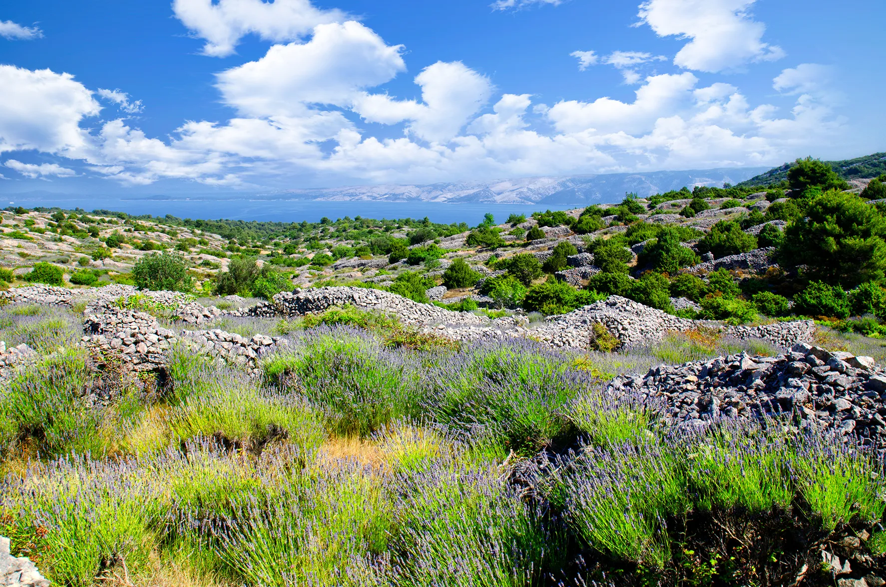 Lavender fields and dry stone walls on a coastal hillside overlooking the sea under a bright blue sky with scattered clouds.