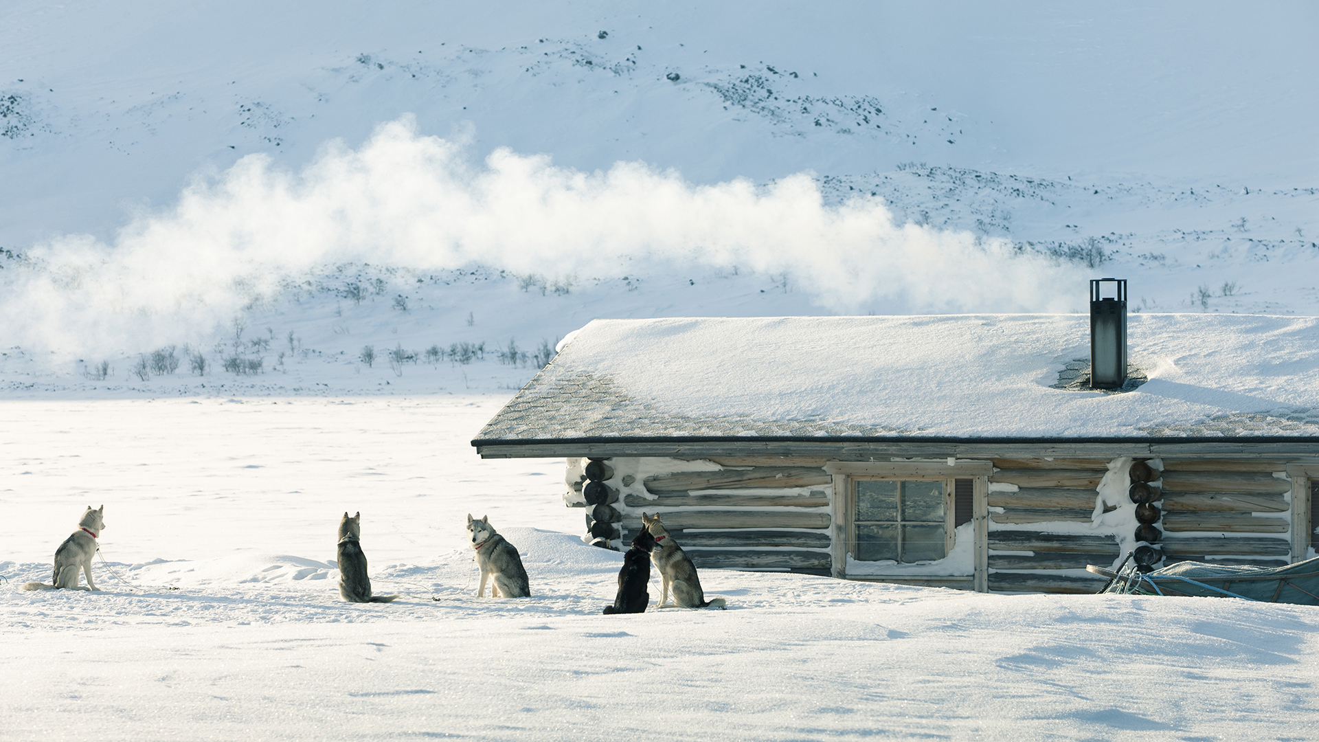 Dogs and a winter chalet