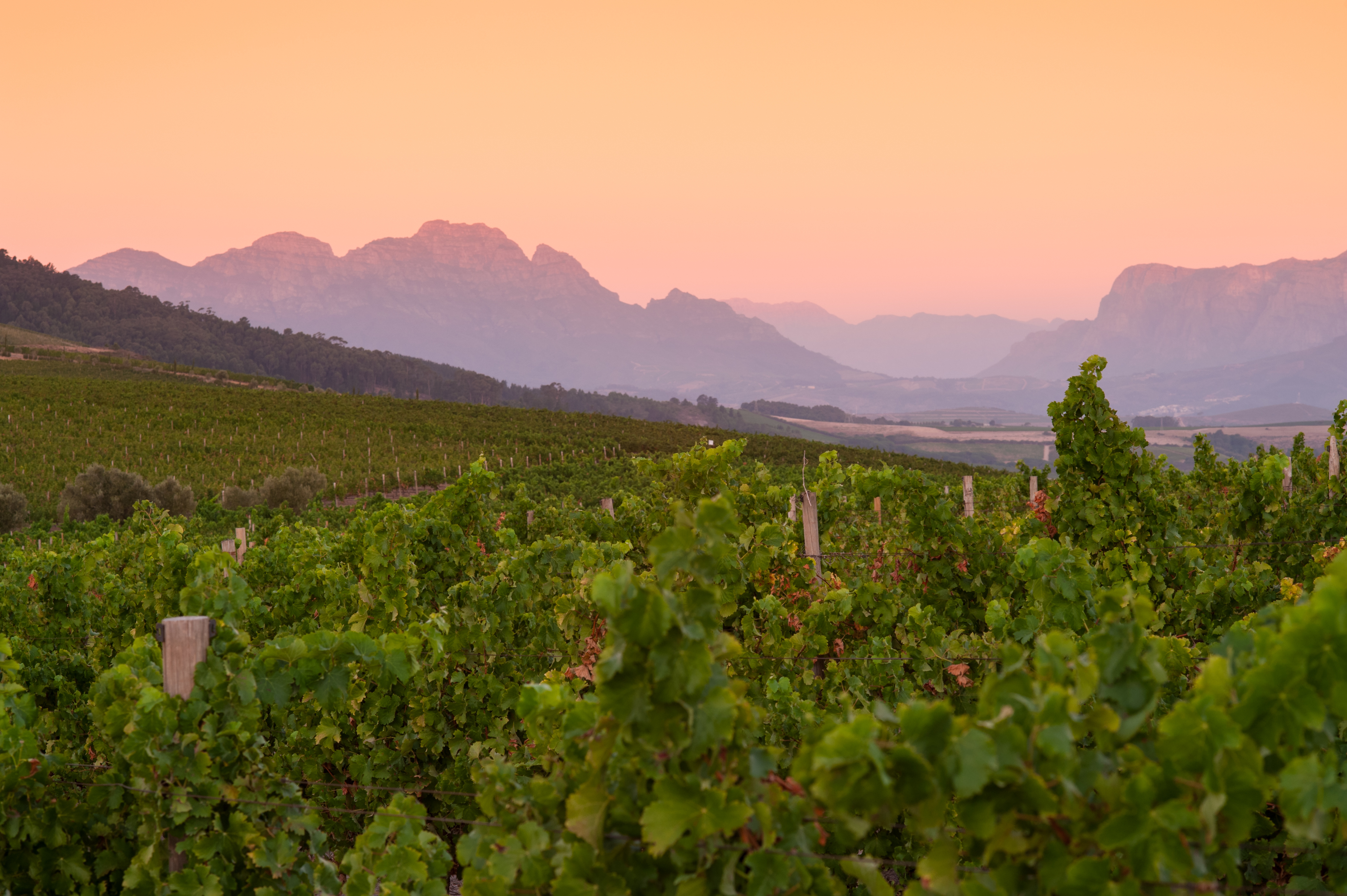 Vineyard field at sunset