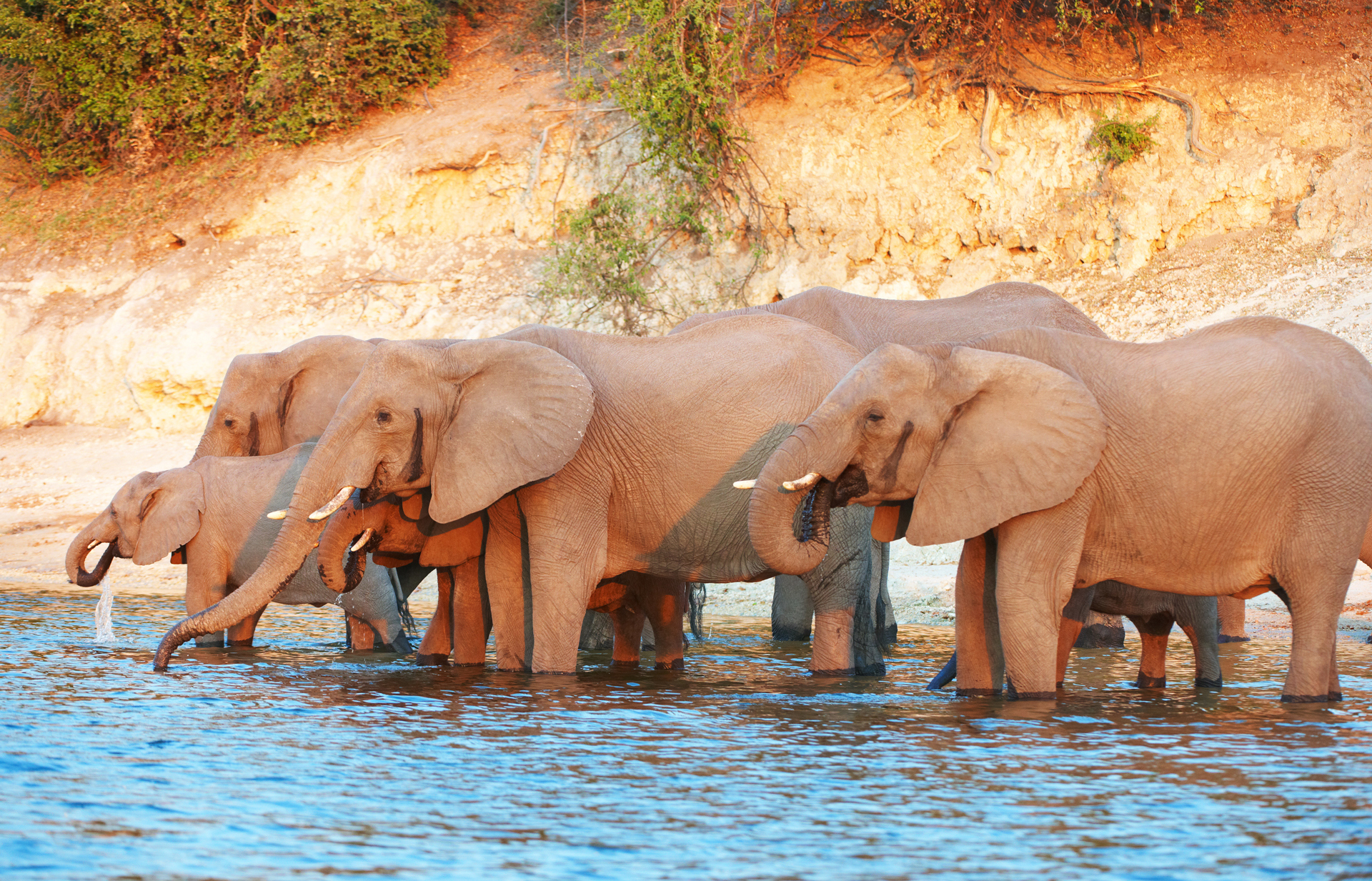 A herd of Elephants stood in water