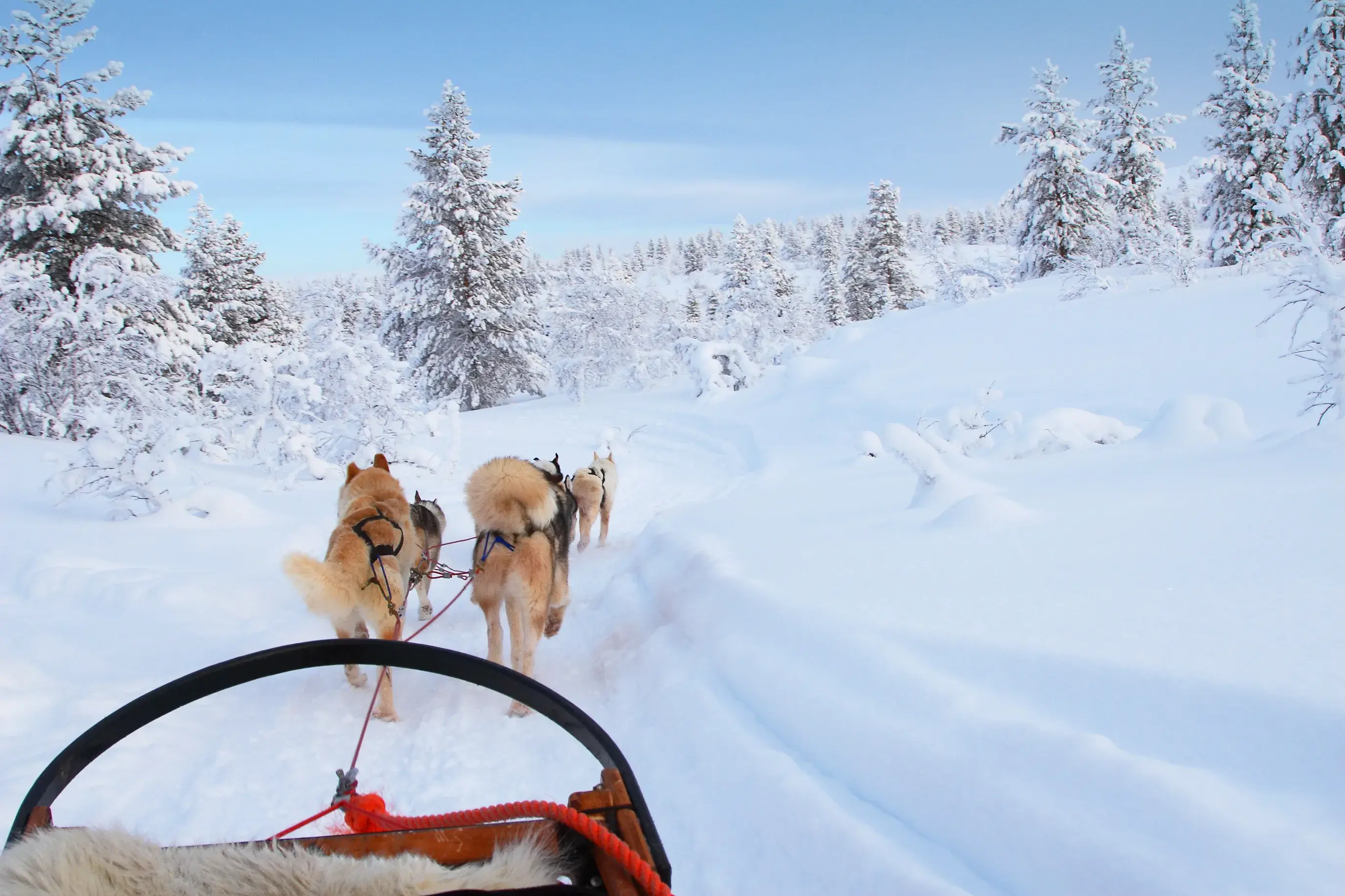 A husky-drawn sled travelling through a snowy landscape