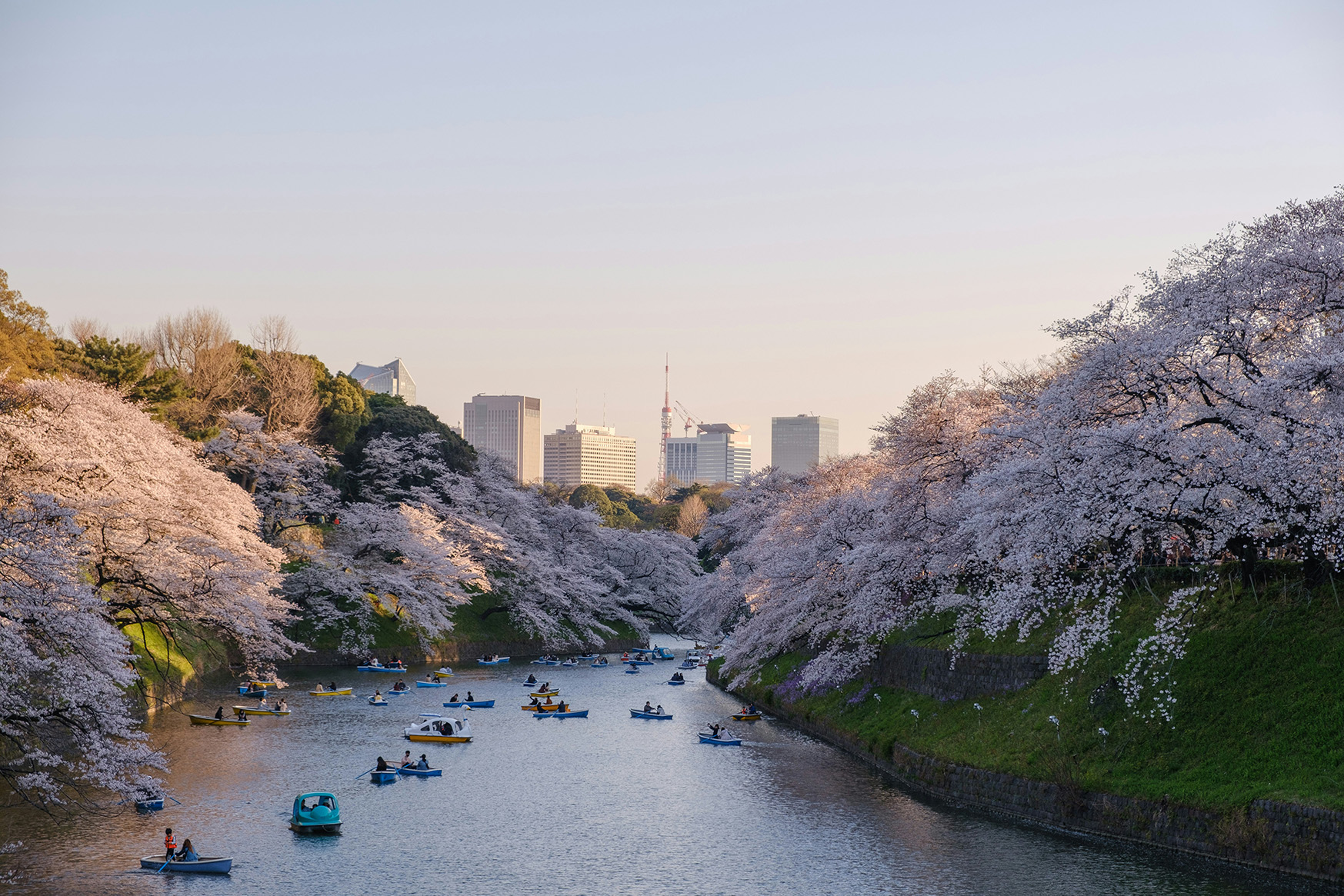 Japan, boast on a river lined with cherry blossom trees