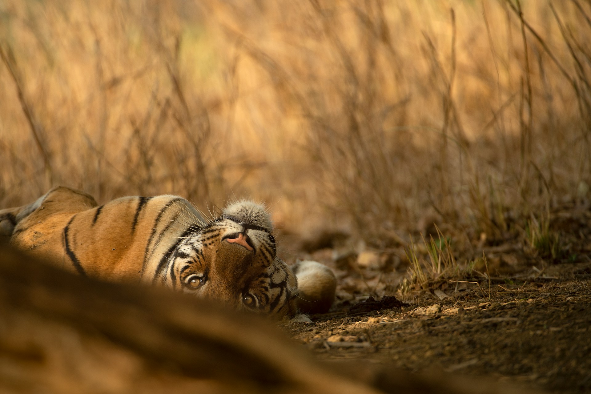 Tiger lying down on its back and looking at the camera through the grass