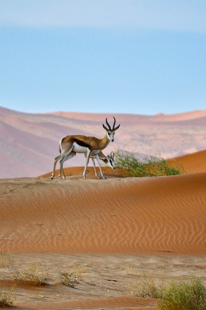 Two black faced impala grazing in the Namibian dunes