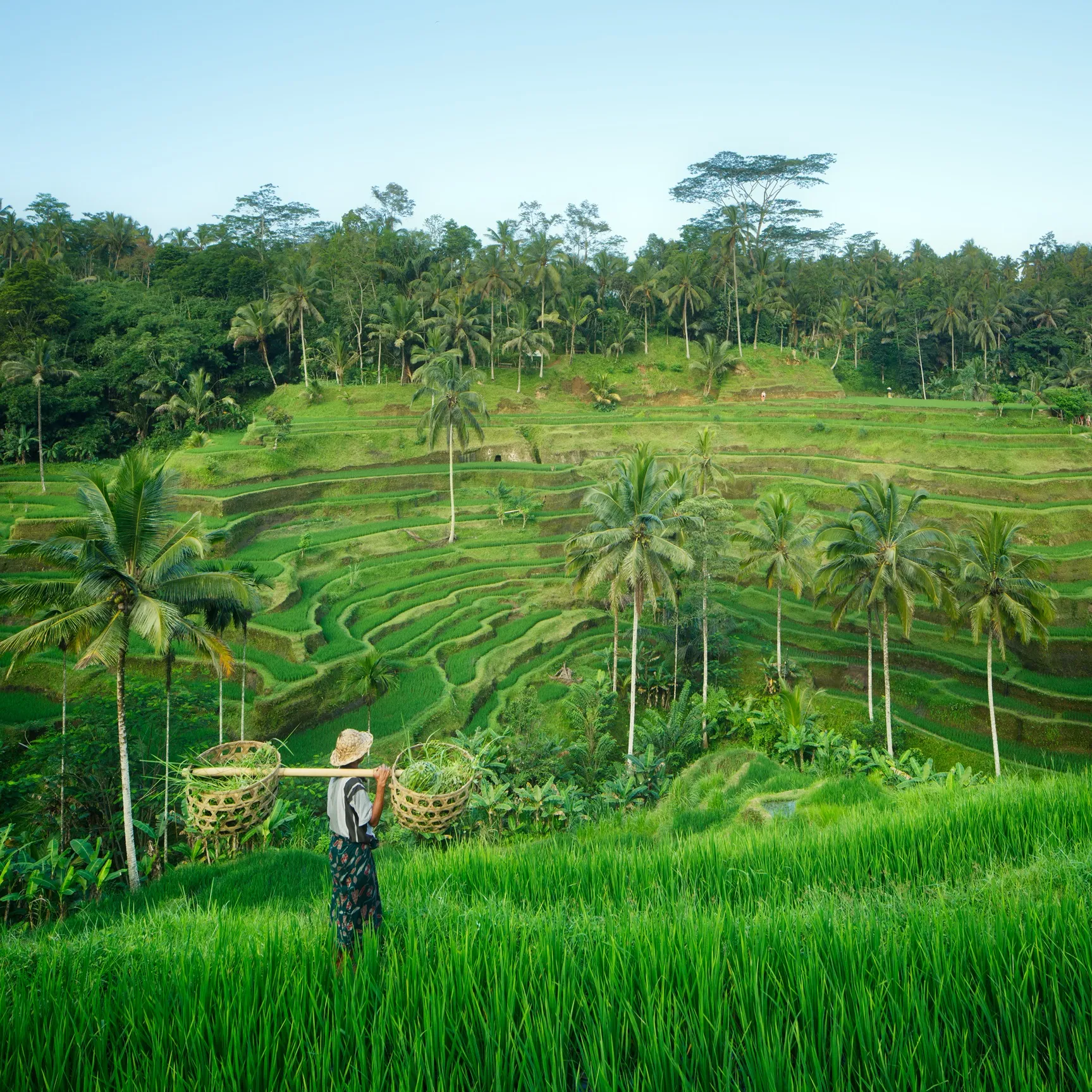 A person carrying baskets on a pole walks through lush green rice terraces with palm trees in the background.